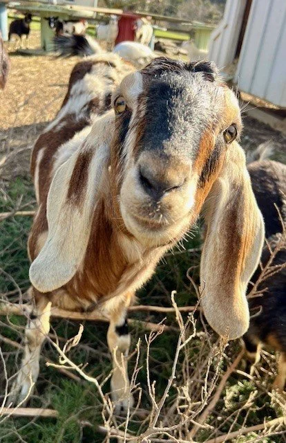 Rescued goat at Fabled Farm Rescue and Sanctuary