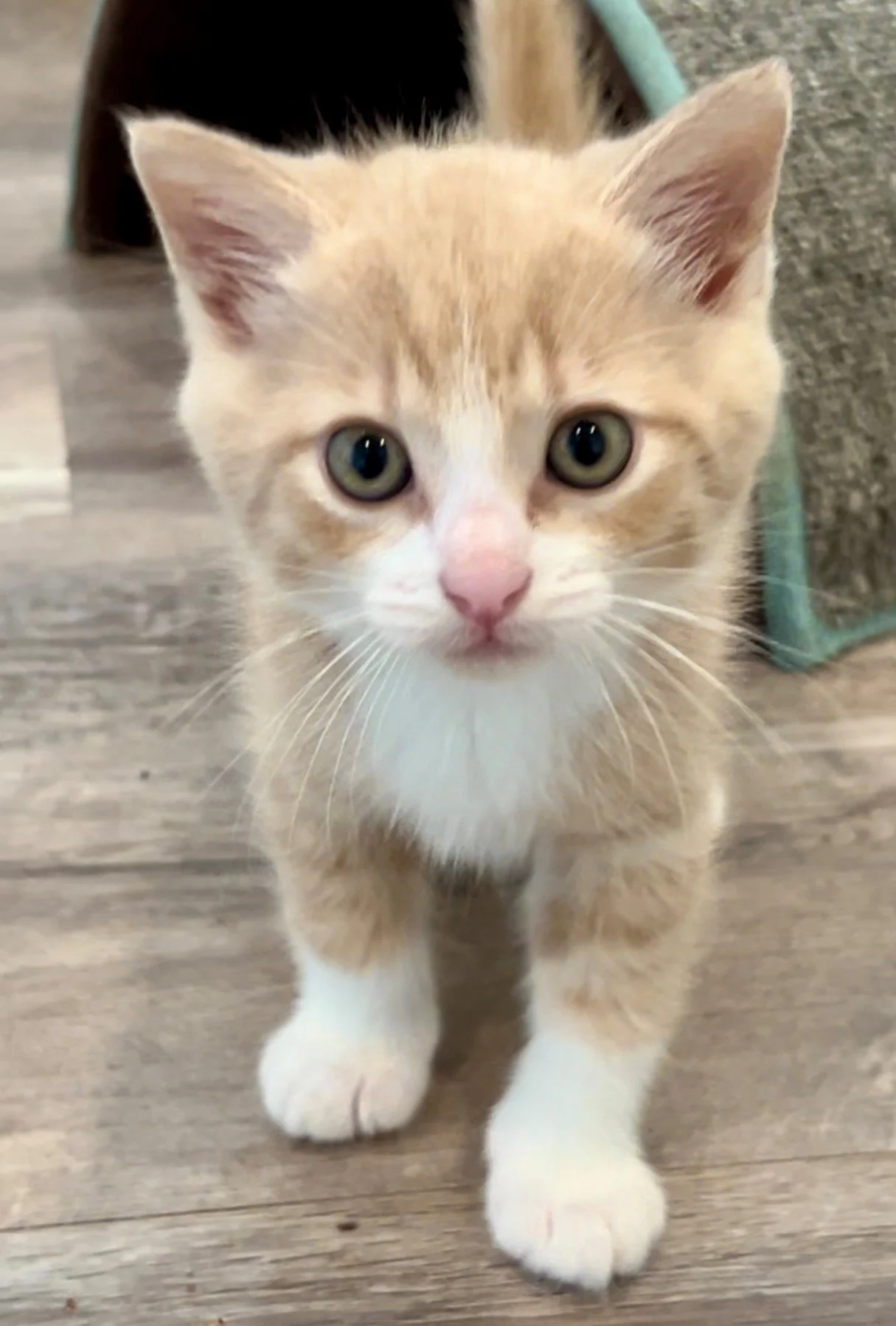 Rescued kitten at Fabled Farm Rescue & Sanctuary