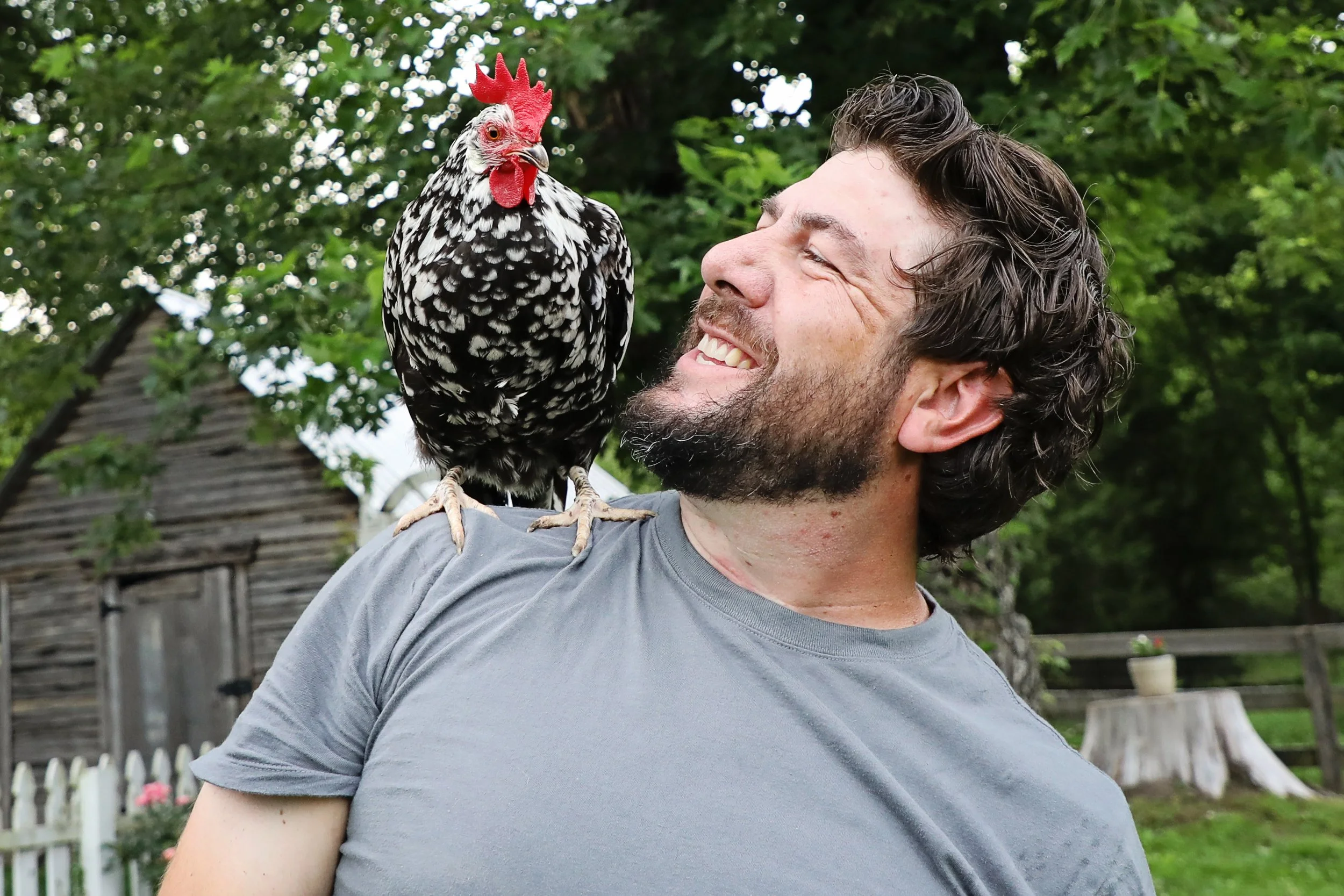 Rescued chickens at fabled farm rescue and sanctuary