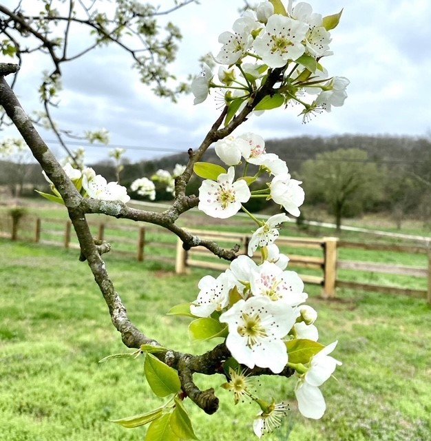 Blooming pear tree in spring