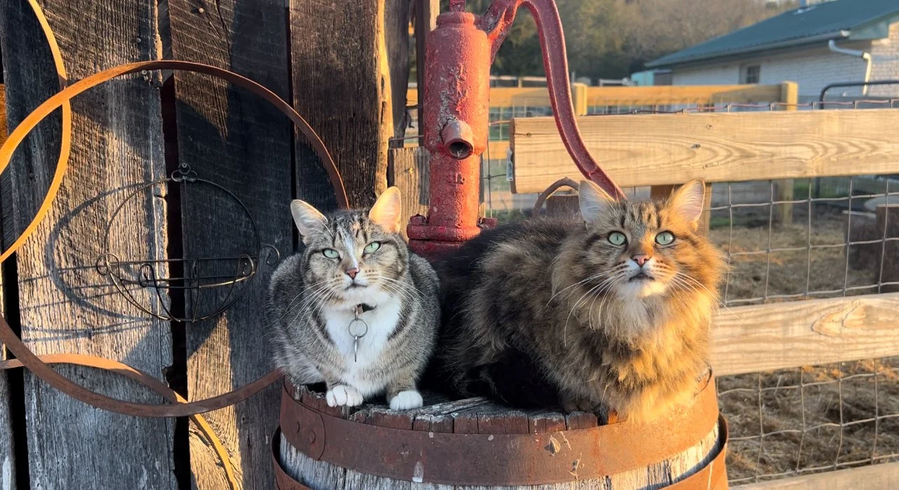 Barn cats at Fabled Farm Rescue & Sanctuary