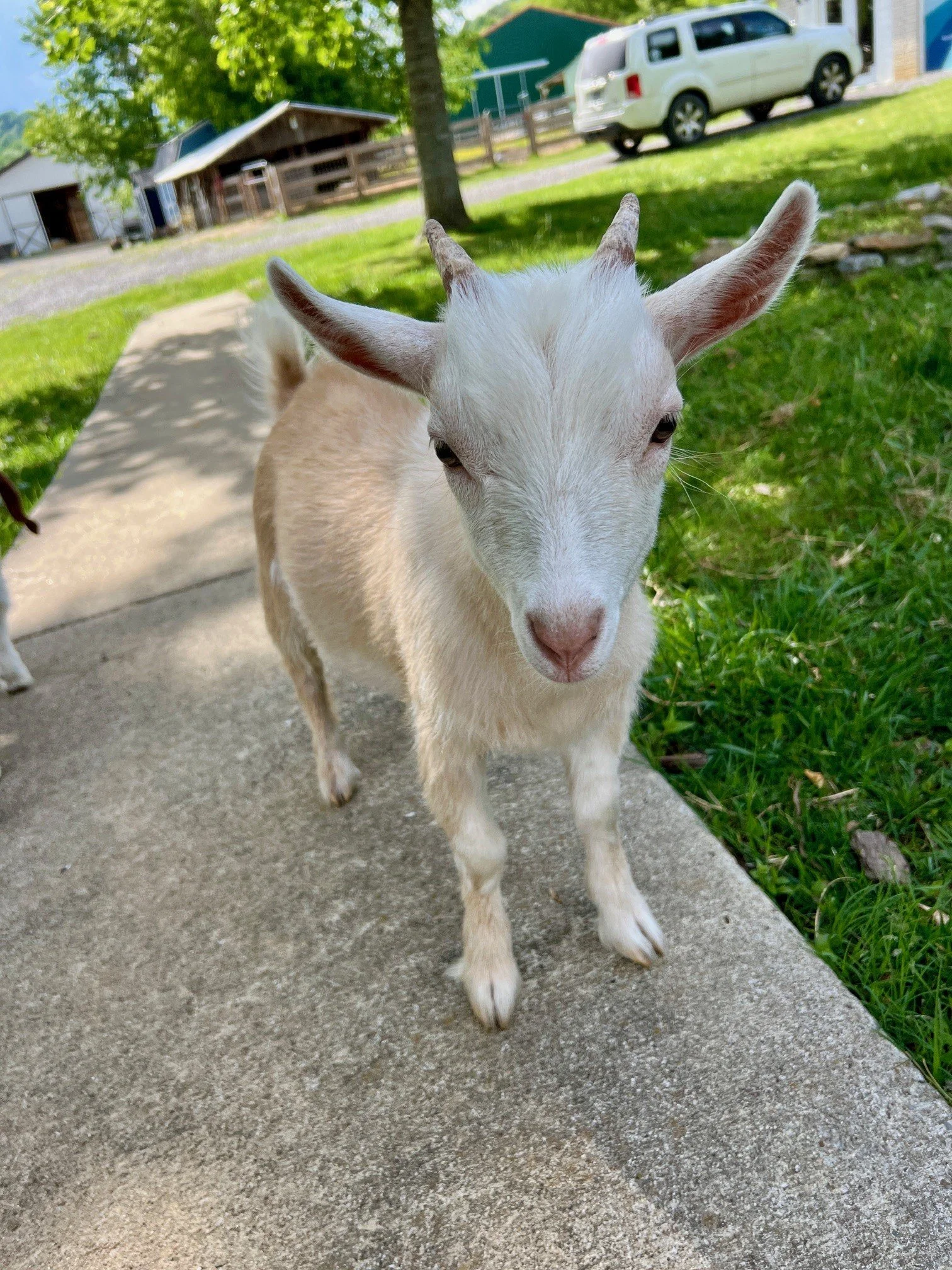 Adoptable goats