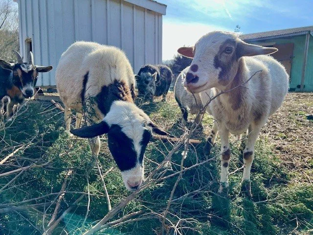 Rescued sheep at Fabled Farm Rescue & Sanctuary