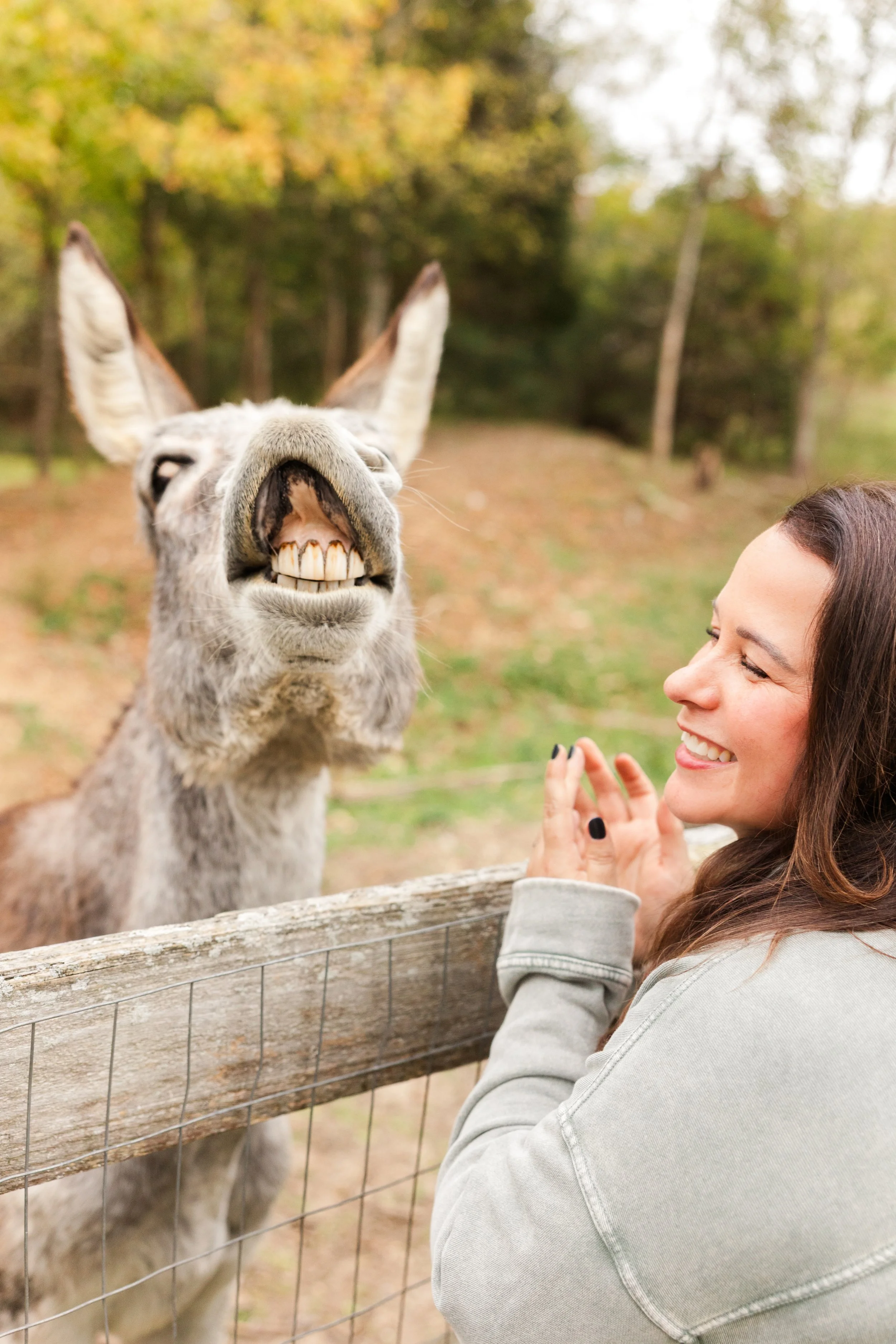 Rescued donkeys Fabled Farm Rescue and Sanctuary