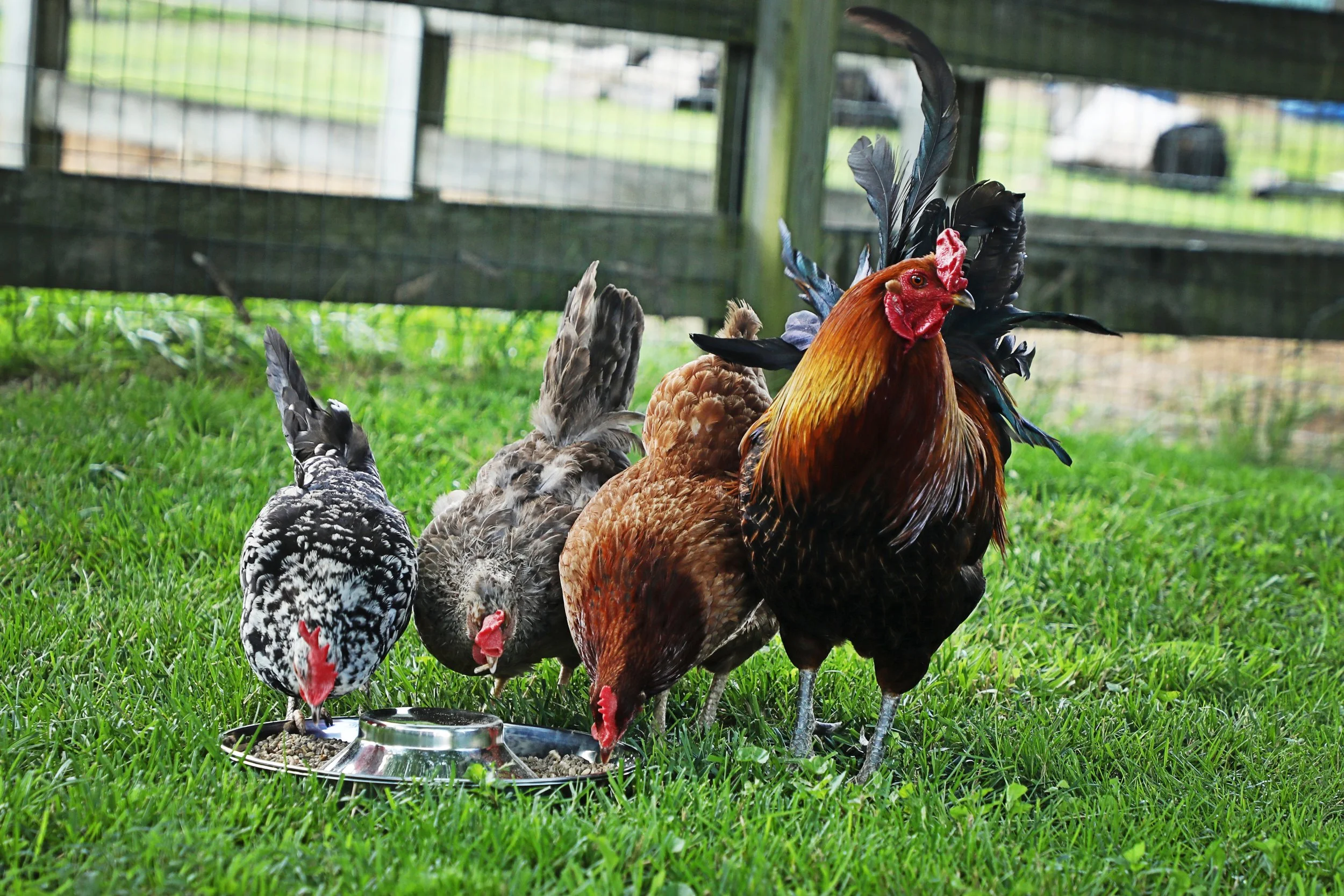 Rescued chickens at fabled farm rescue and sanctuary