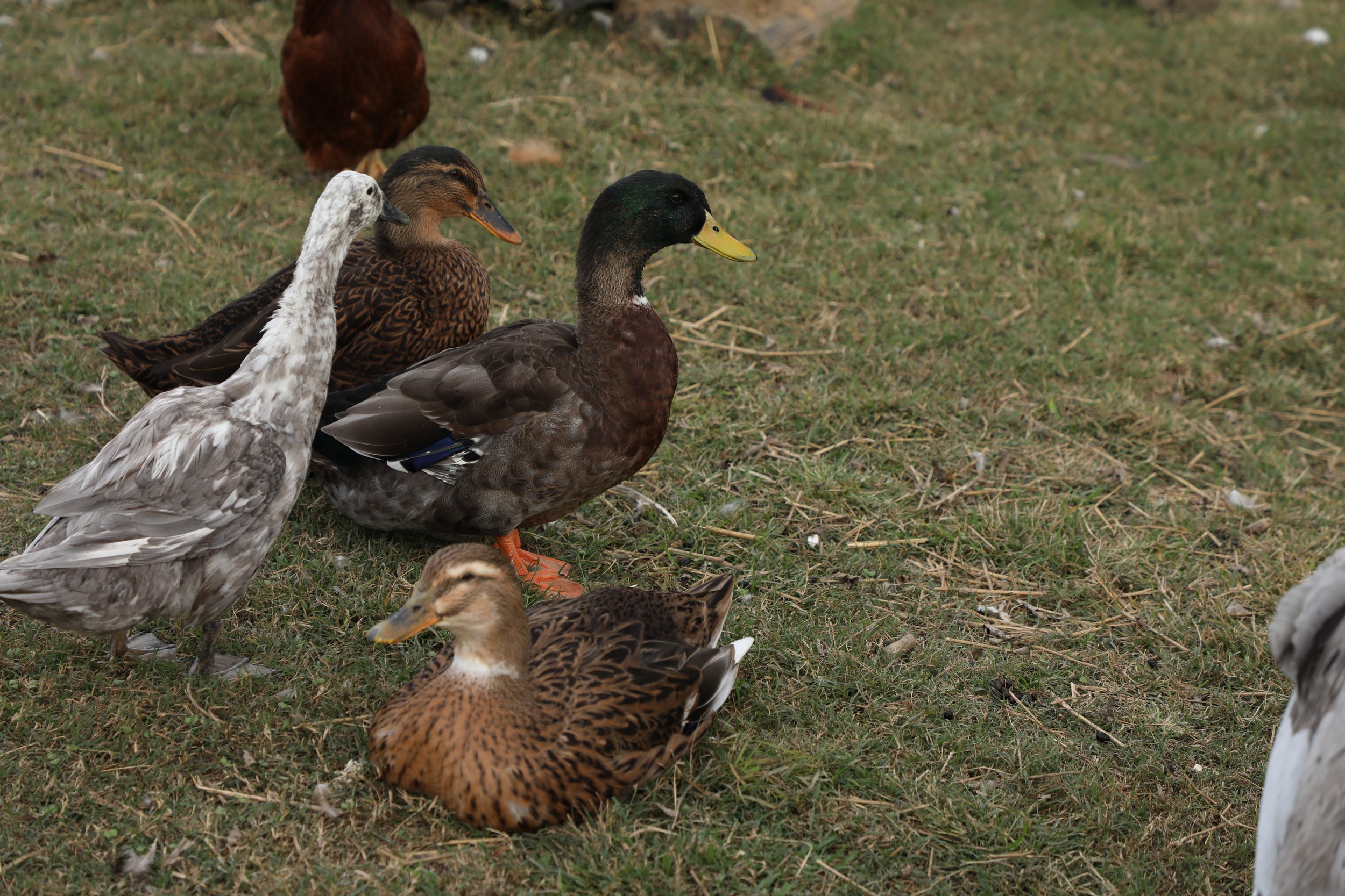 Rescued duck at Fabled Farm Rescue and Sanctuary