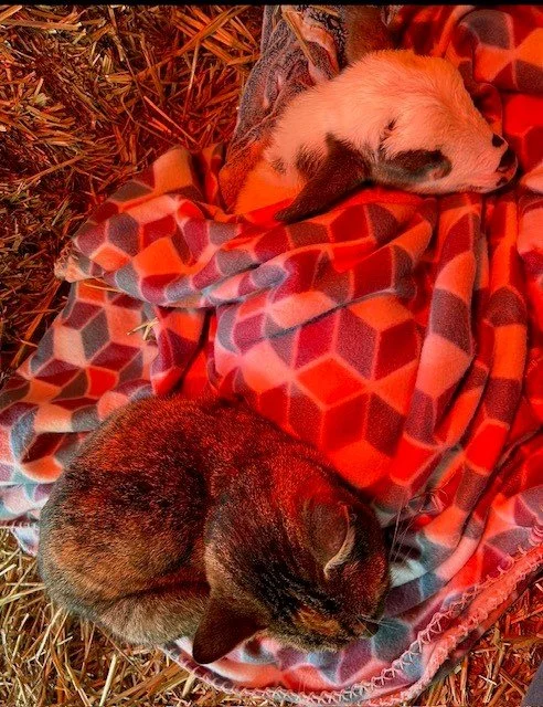 Fabled Farm barn cats