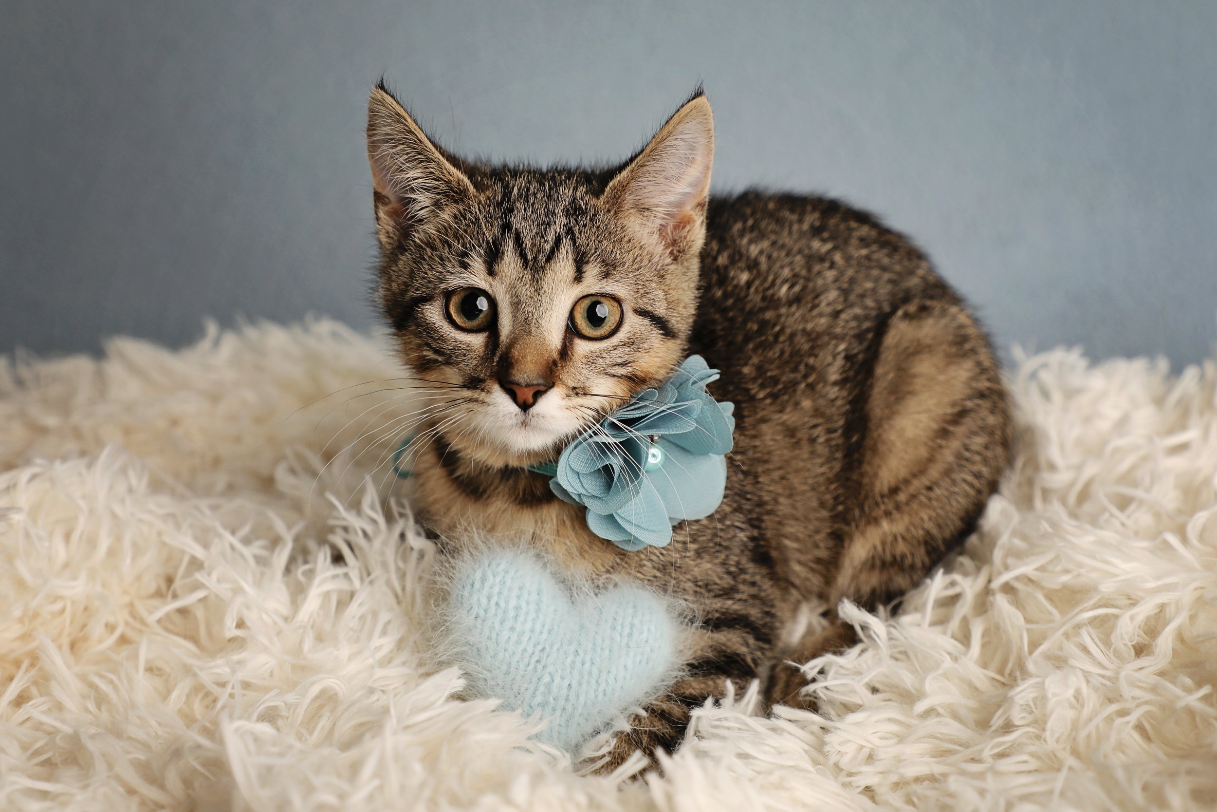 Rescued kitten at Fabled Farm Rescue & Sanctuary