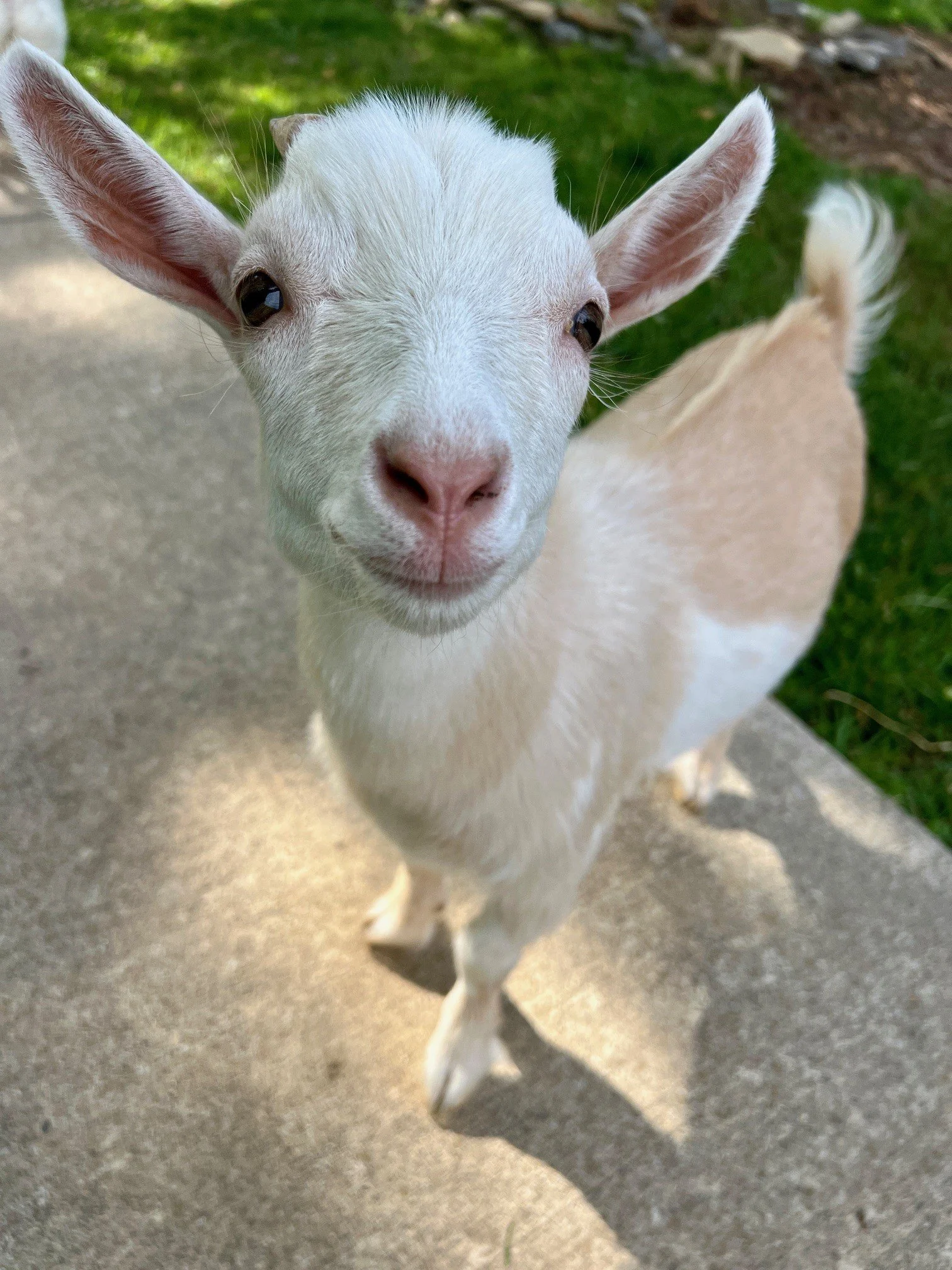 Adoptable goats