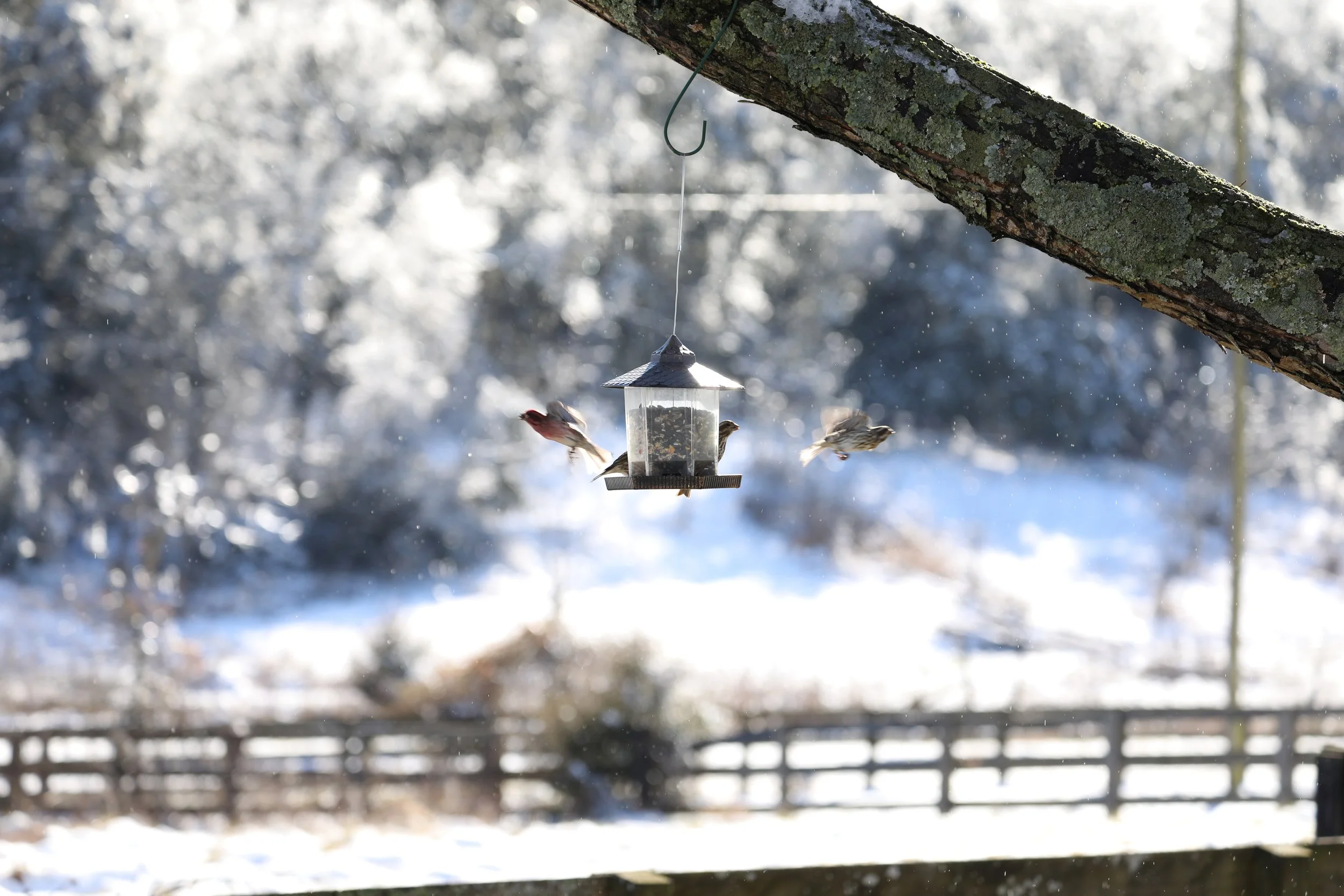 Birds at bird feeder in the snow