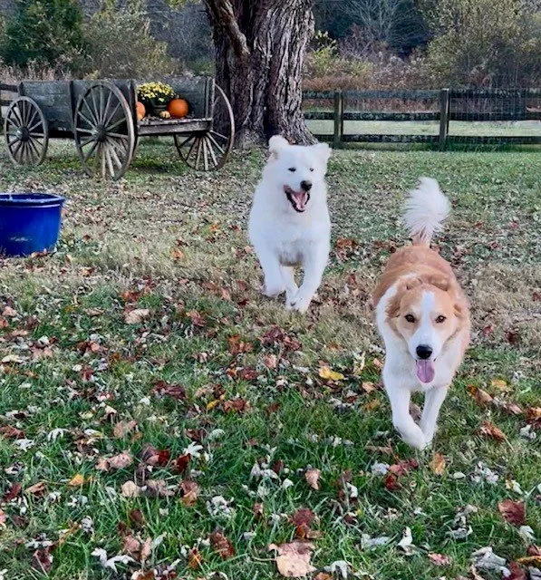 Farm dogs at Fabled Farm