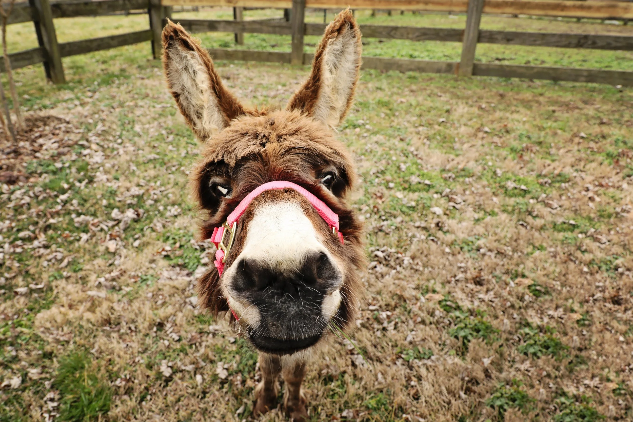 Donkey rescued by Fabled Farm Rescue & Sanctuary