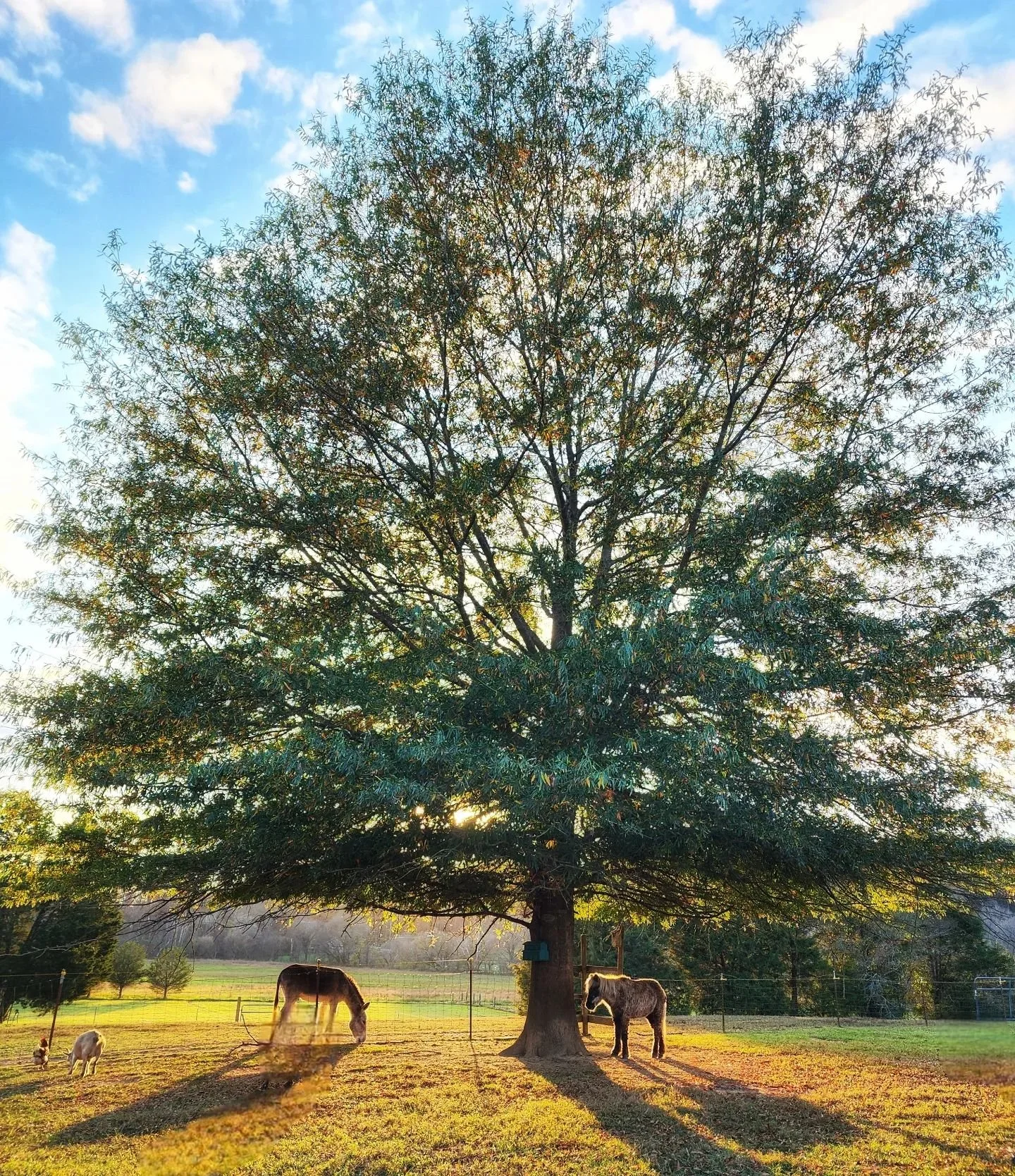 Adopted horse and donkey