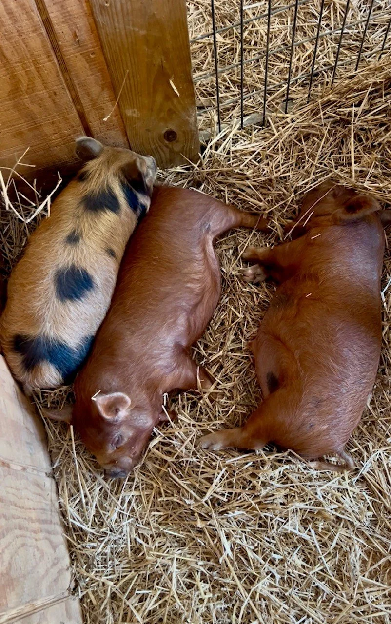 Rescued animal Fabled Farm Rescue & Sanctuary