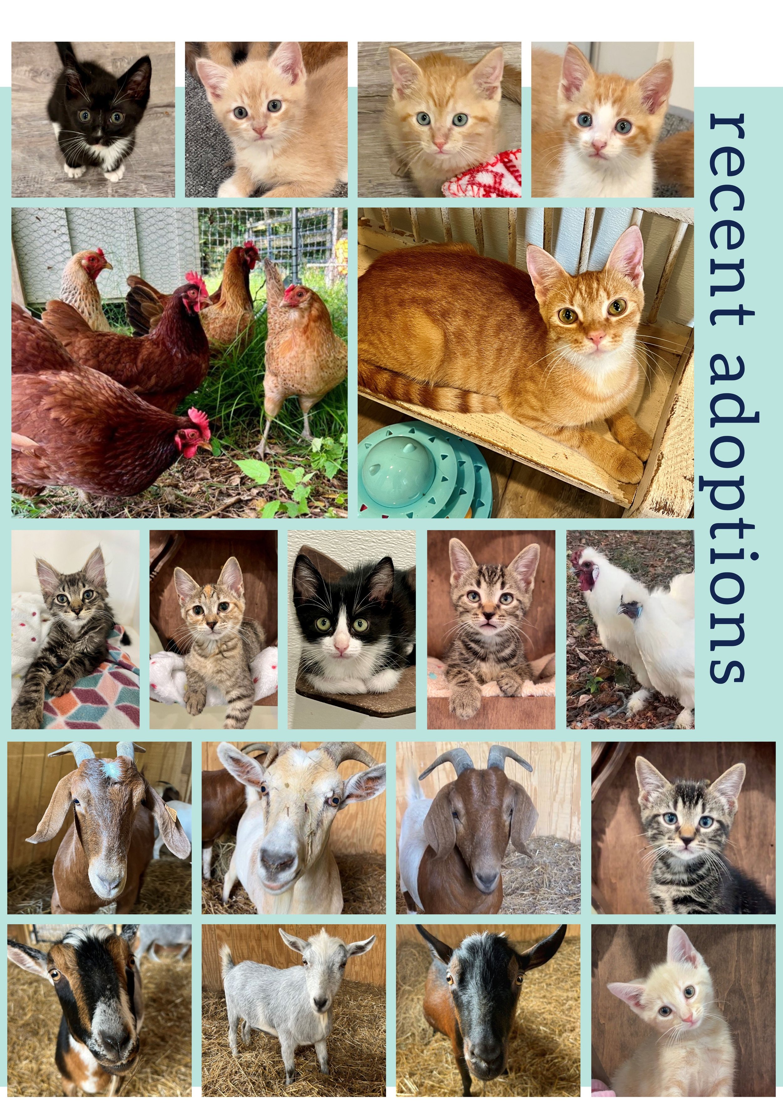 A collage of various animals including kittens, chickens, goats, and a puppy.