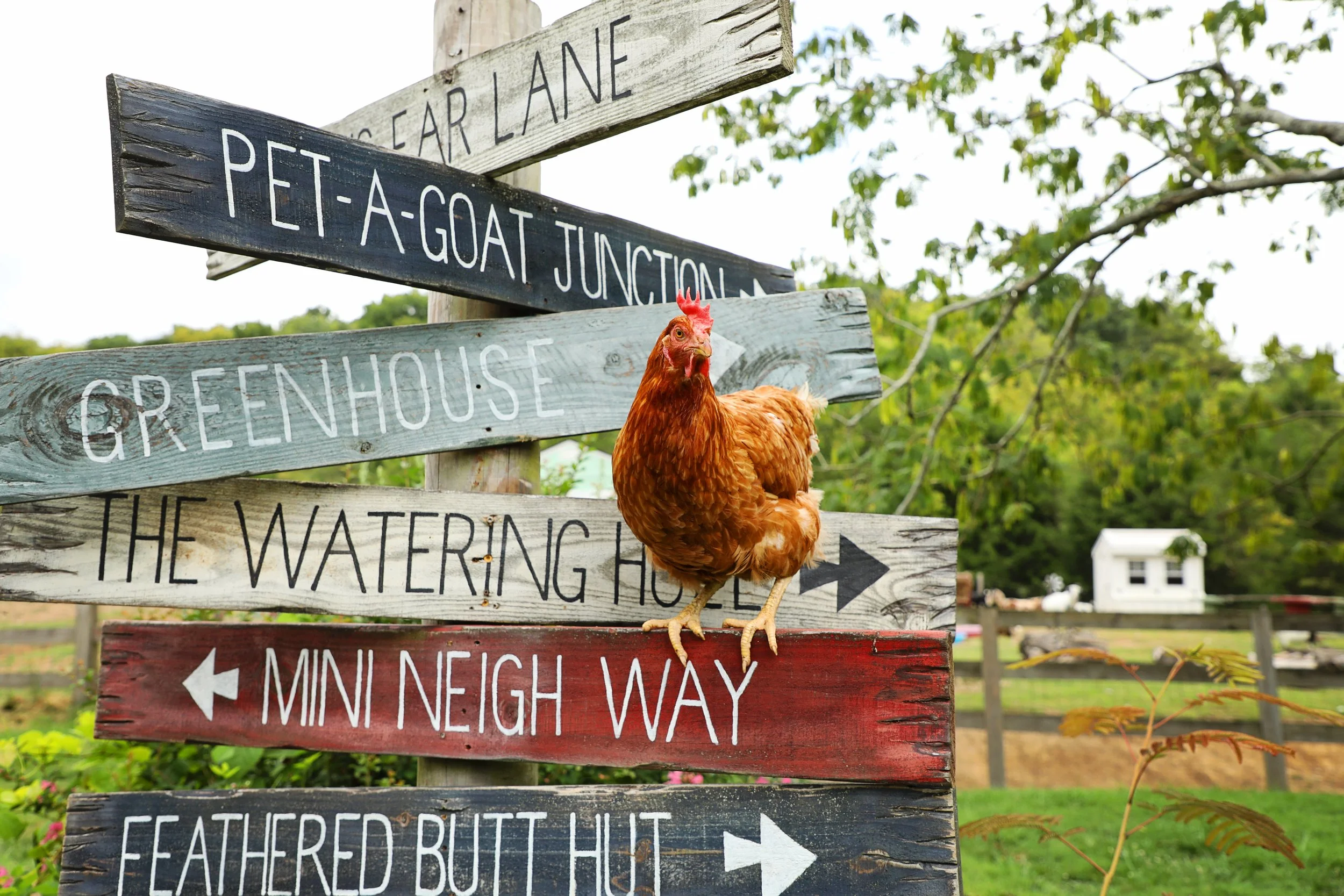 Rescue Chicken with Fabled Farm Sign