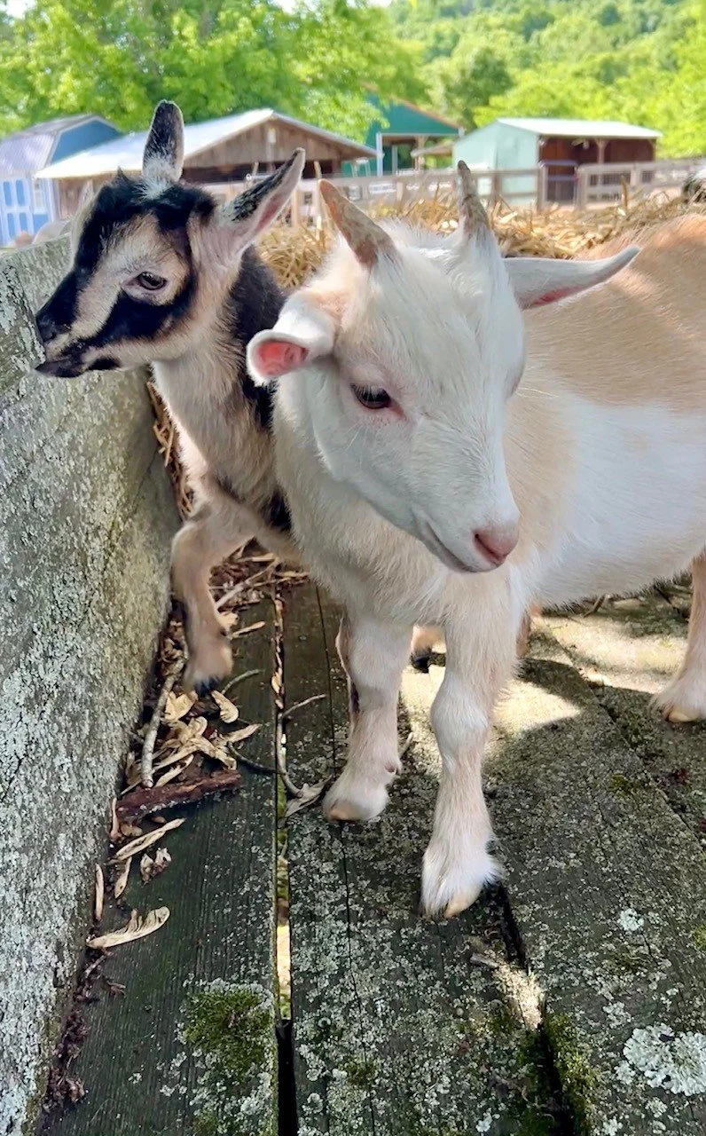 Adoptable goats