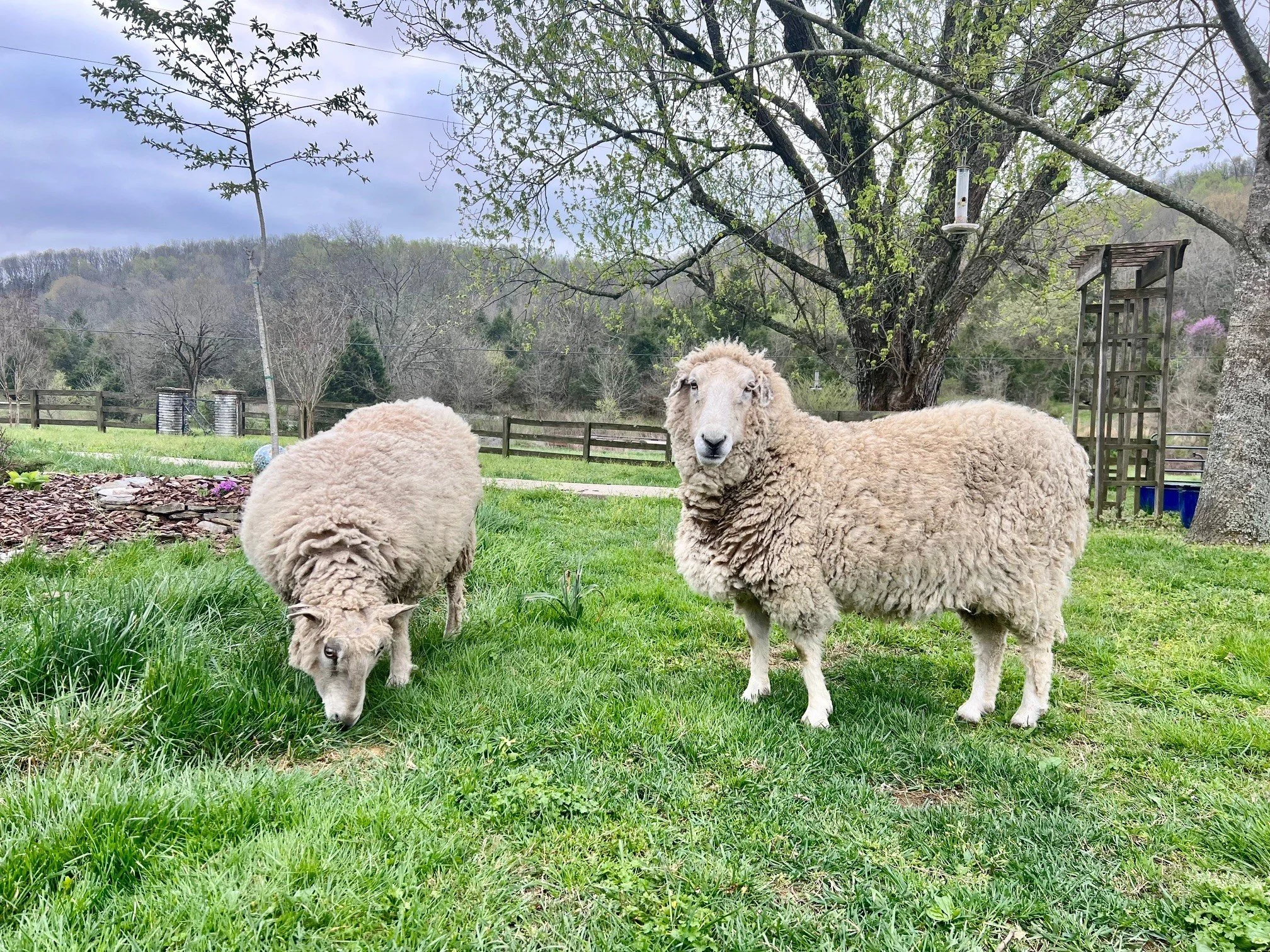 Rescued sheep at Fabled Farm Rescue and Sanctuary