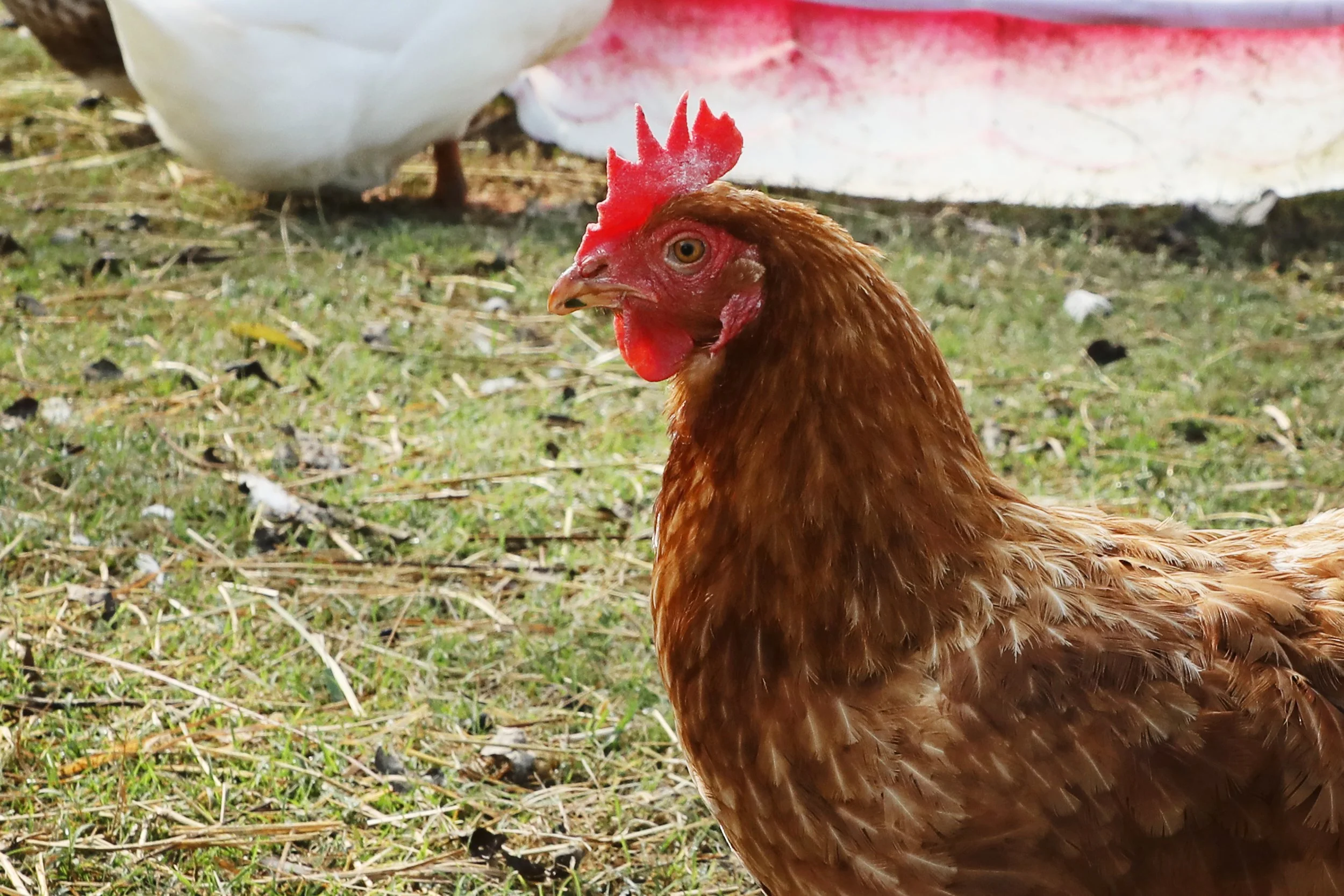 Close-up of a brown hen standing on grassy ground with feathers and a red comb and wattles.