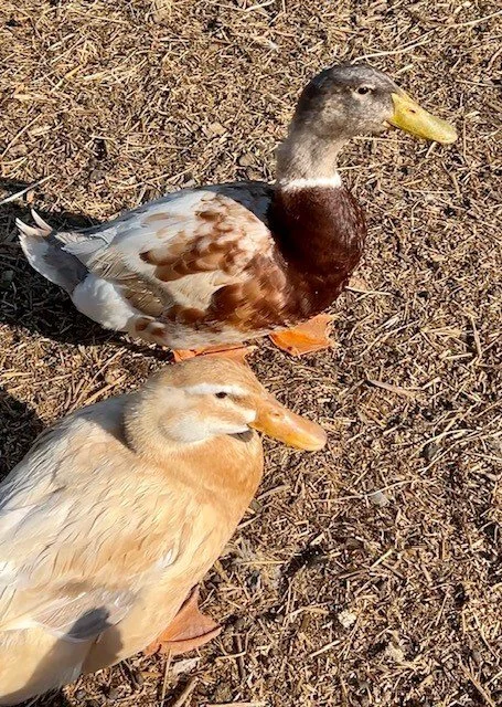 Adoptable ducks