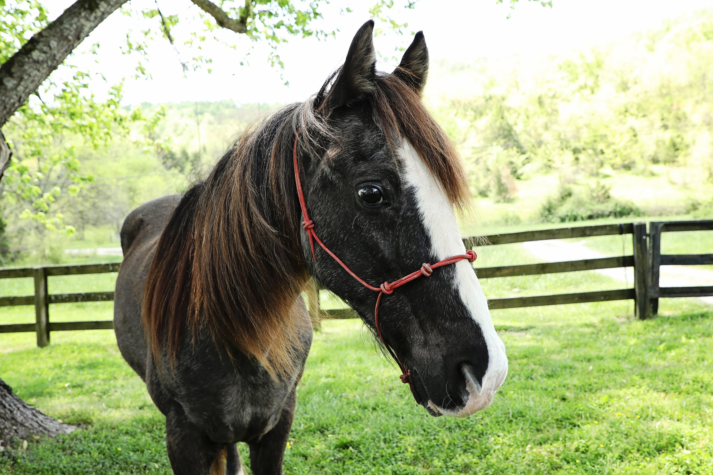 Rescued senior horse at fabled farm rescue and sanctuary