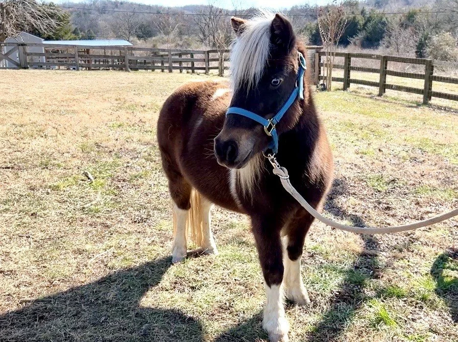 Piper Mini Horse