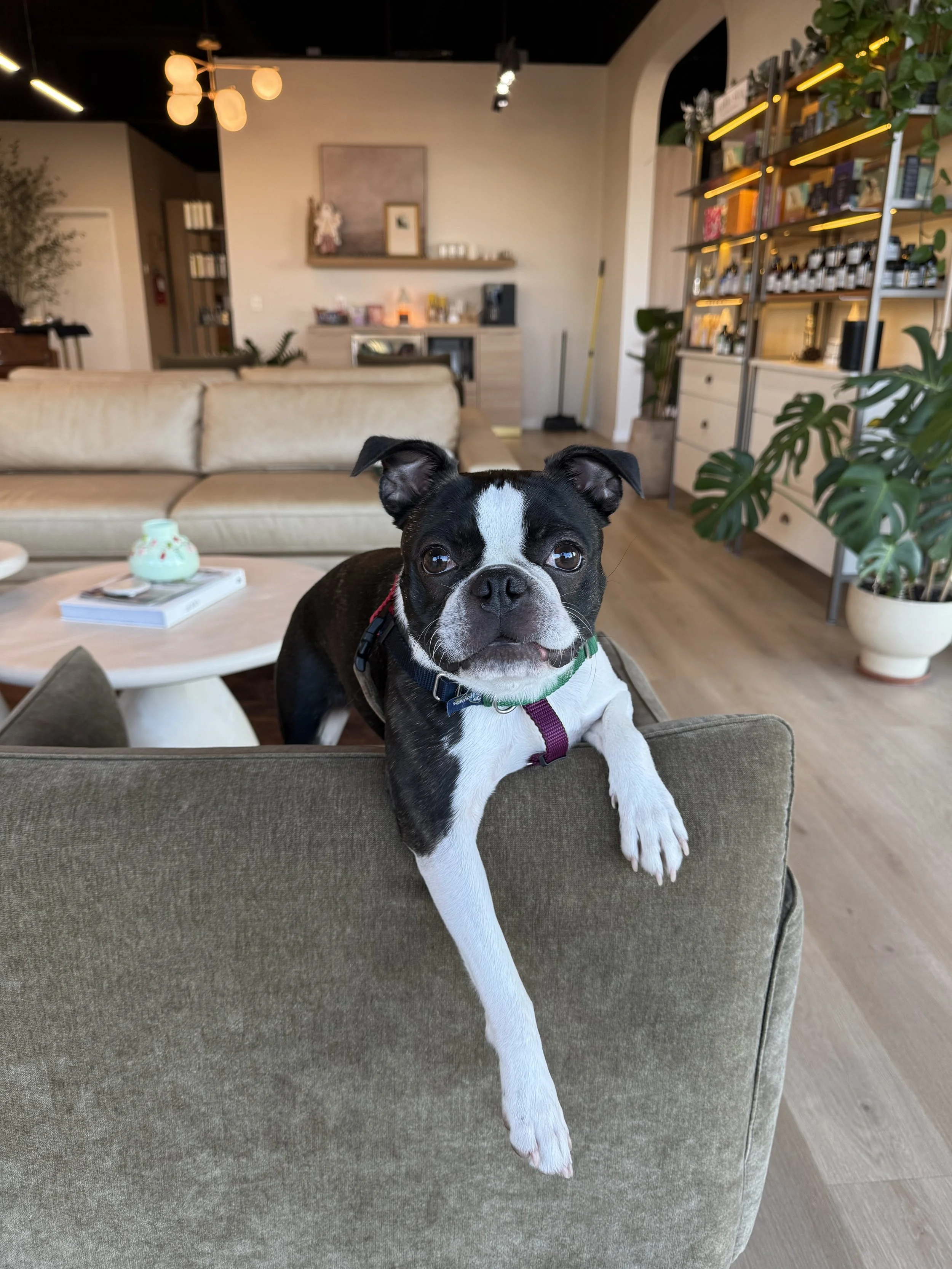 A black and white Boston Terrier puppy resting with one front paw on a beige couch in a modern living room.