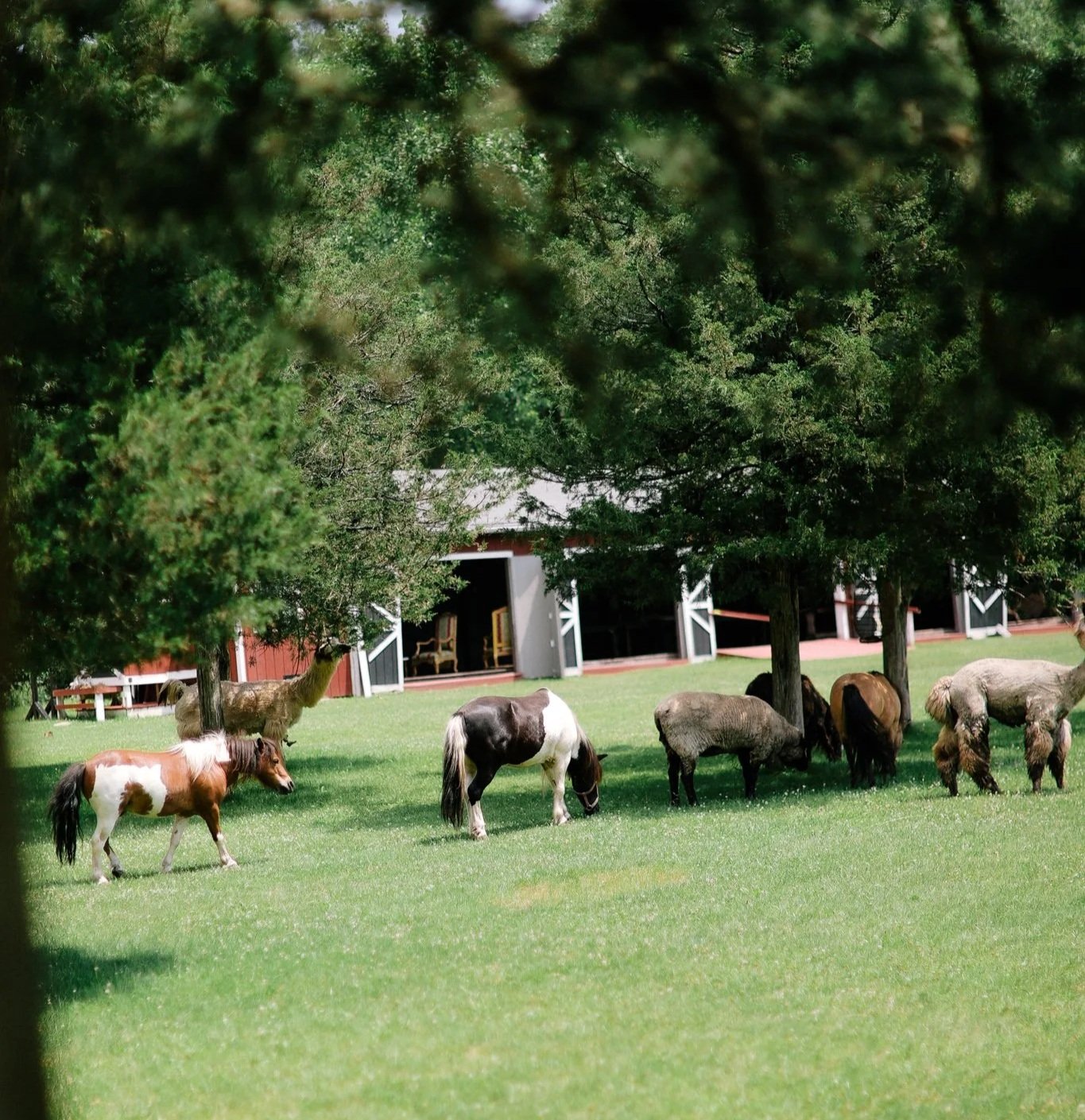 A farm scene with a variety of animals including horses, sheep, and goats grazing on a green field, with barn buildings in the background, partially obscured by tree branches and leaves.