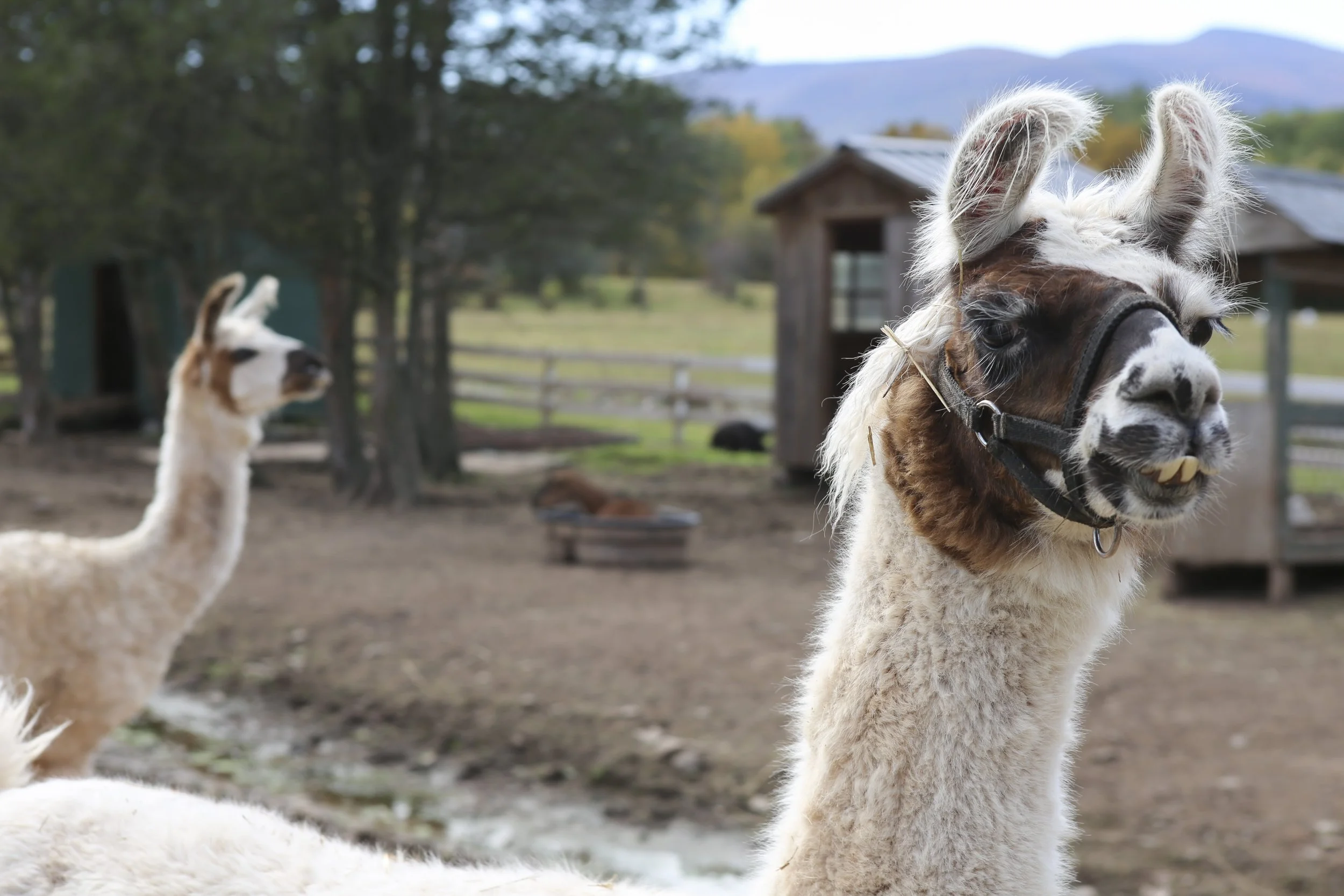 IMG_9766(c) KHecker_Alexia Jake_10 12 19.JPG