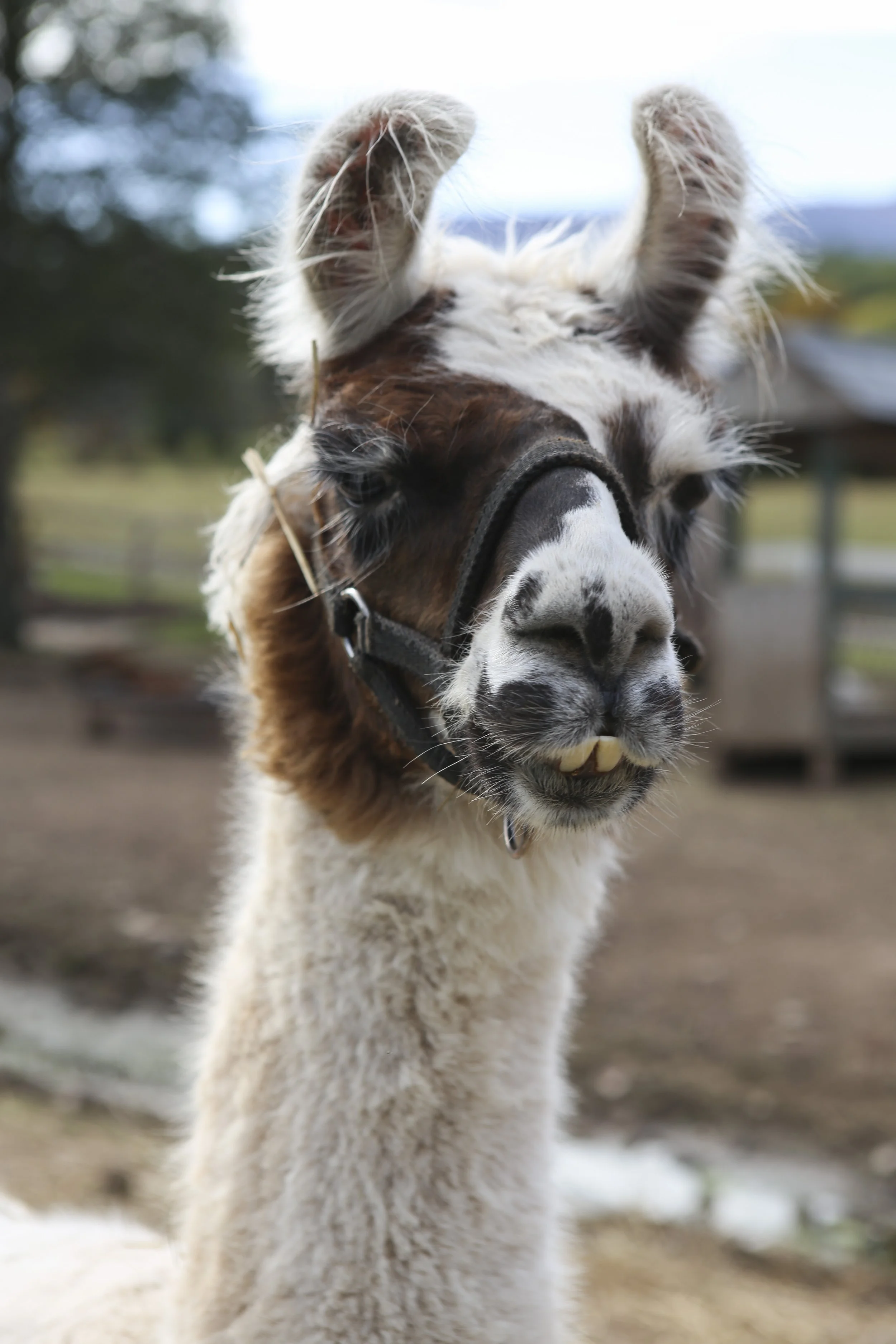 IMG_9769(c) KHecker_Alexia Jake_10 12 19.JPG