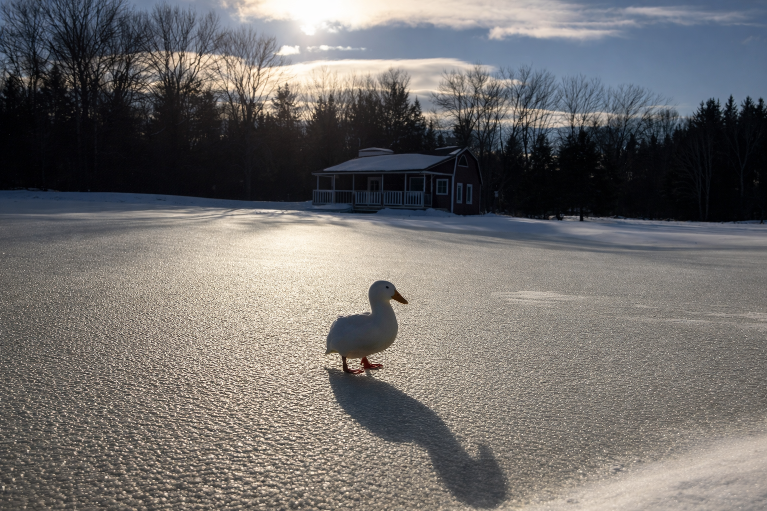 ChatGPT Image Feb 7, 2026, 05_25_50 PM.png