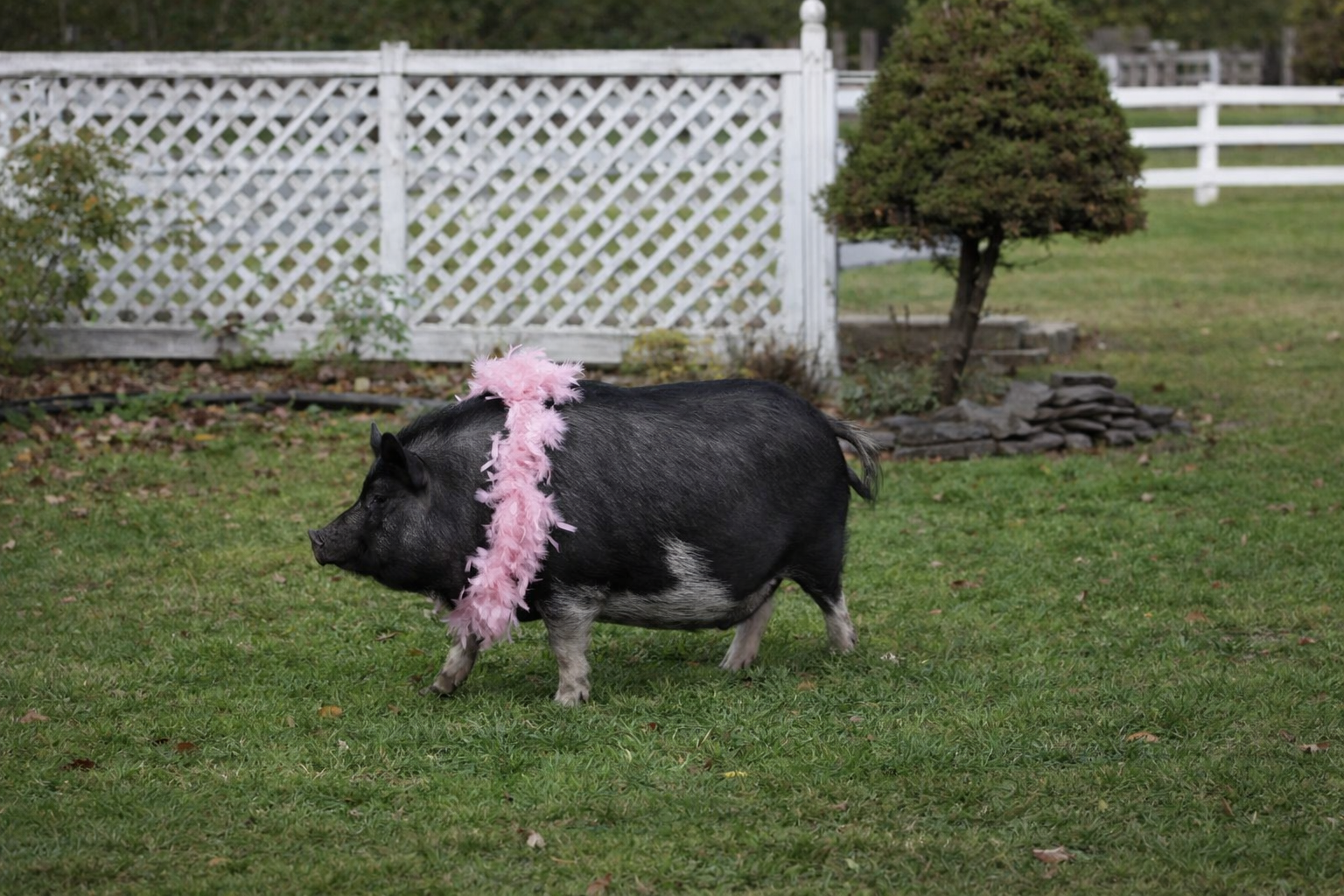 ChatGPT Image Feb 5, 2026, 06_34_11 PM.png