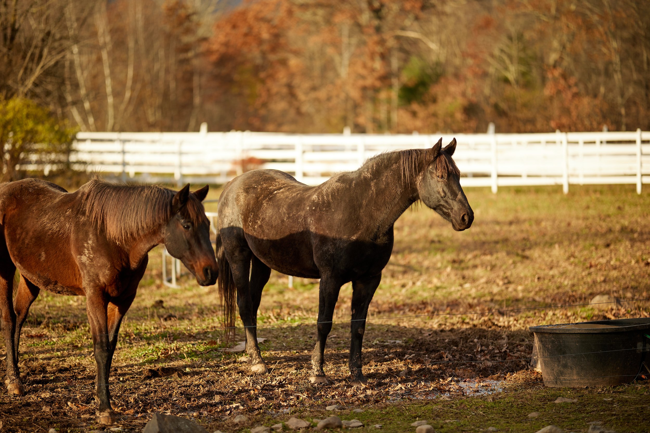 The Kaaterskill - Mia 83.jpg