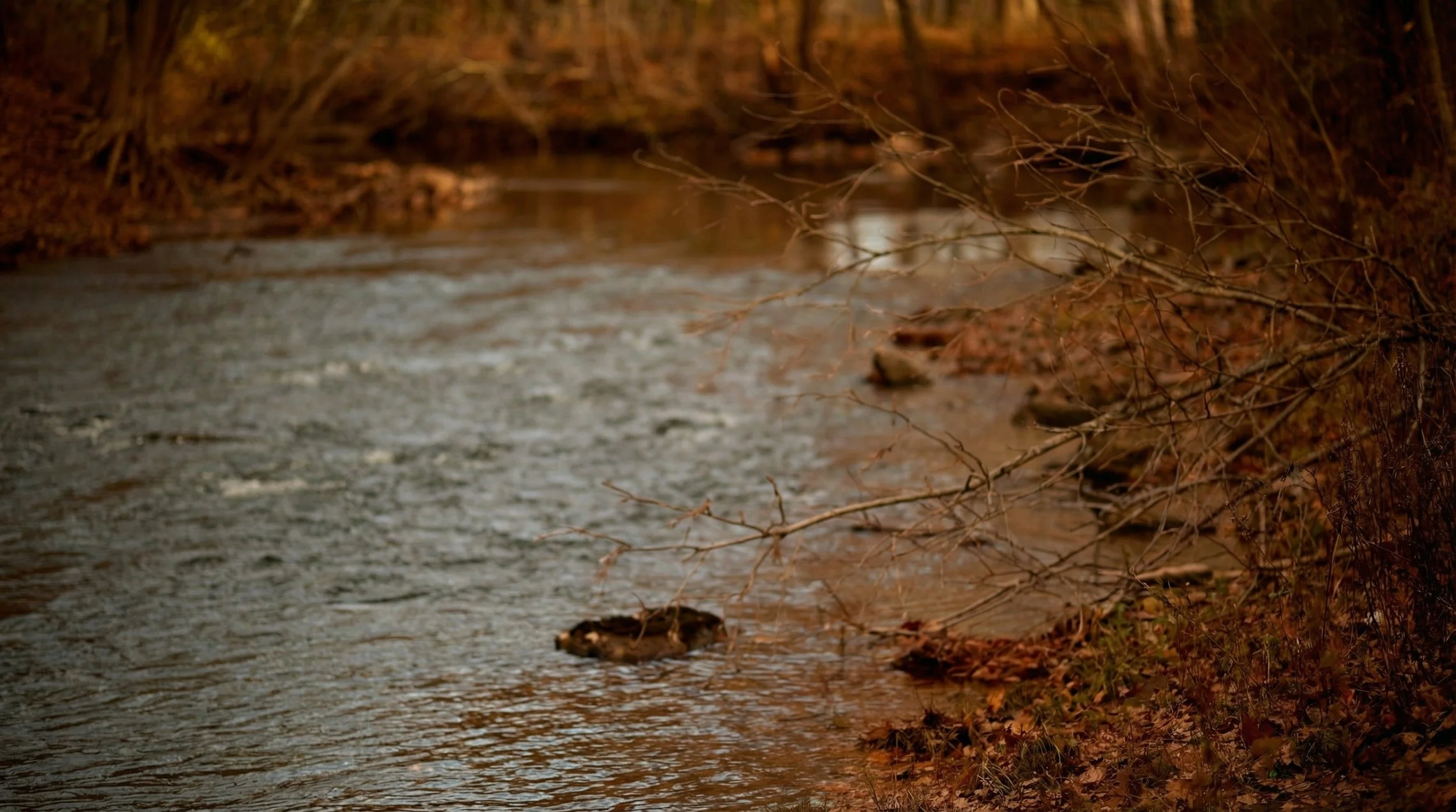 A gently flowing river or stream surrounded by brown autumn leaves and bare tree branches.