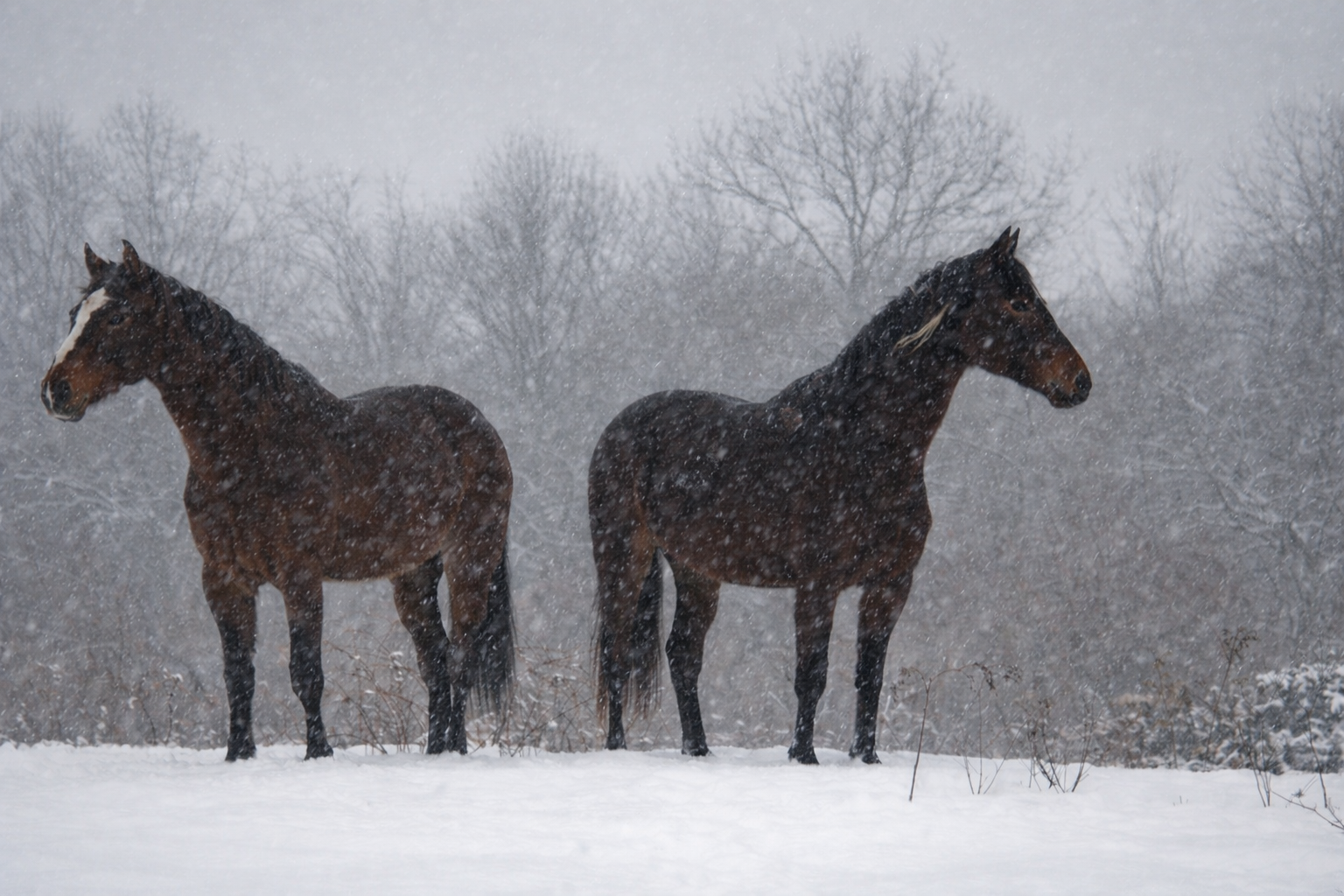 Two horses standing in a snowy landscape during a snowstorm with bare trees in the background.