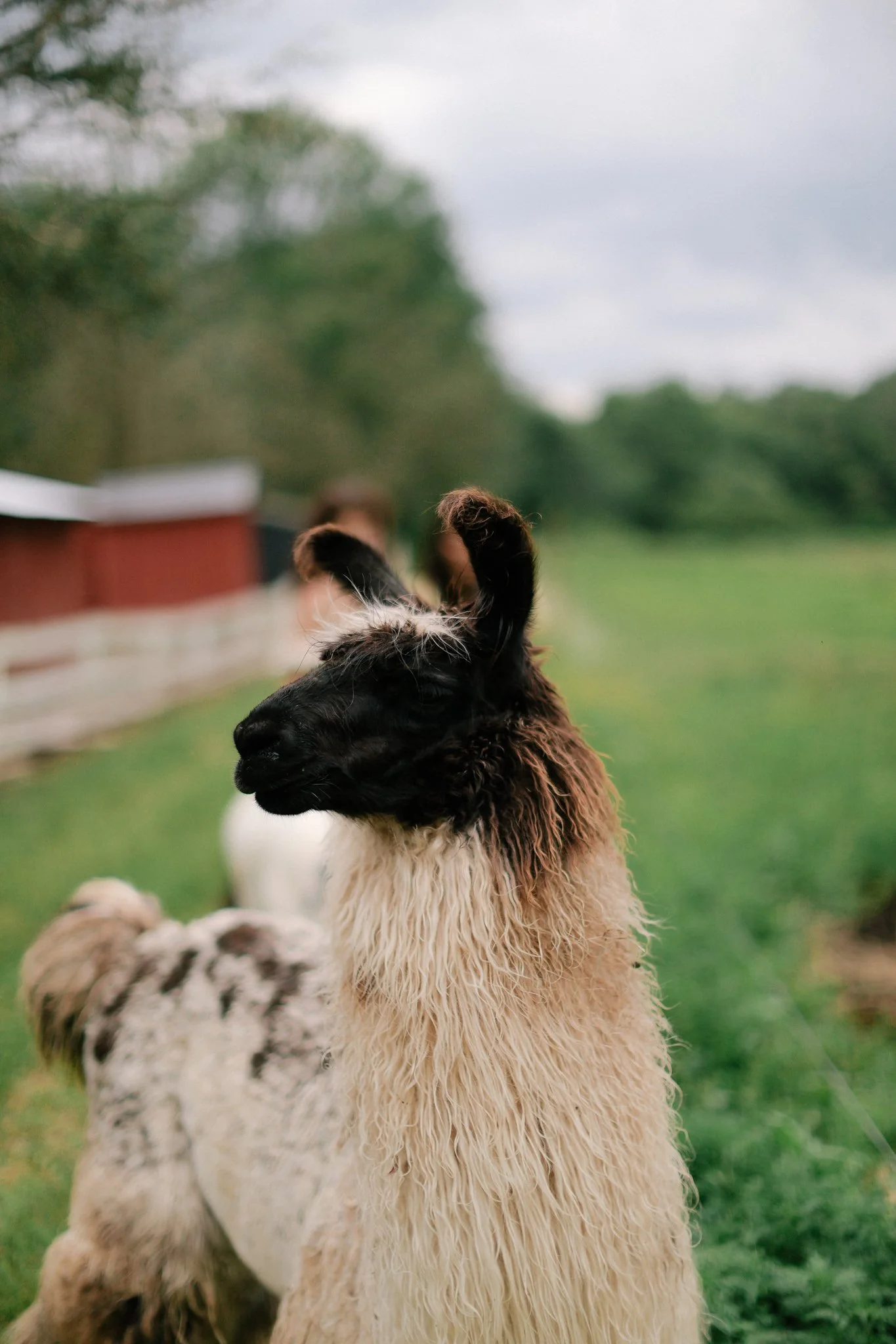A close-up of a fluffy, light-colored llama with a black face and black ears standing outdoors on a farm or pasture.