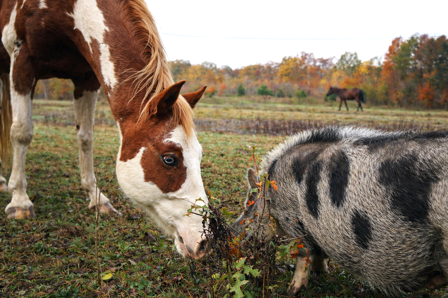 A horse and a pig eating plants in an autumnal field with trees in fall foliage in the background.