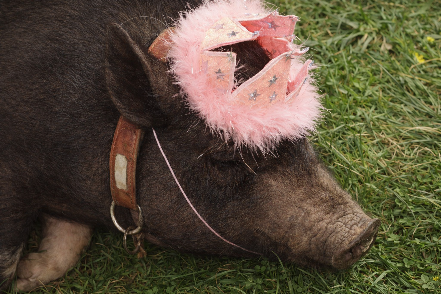 ChatGPT Image Feb 5, 2026, 03_33_57 PM.png