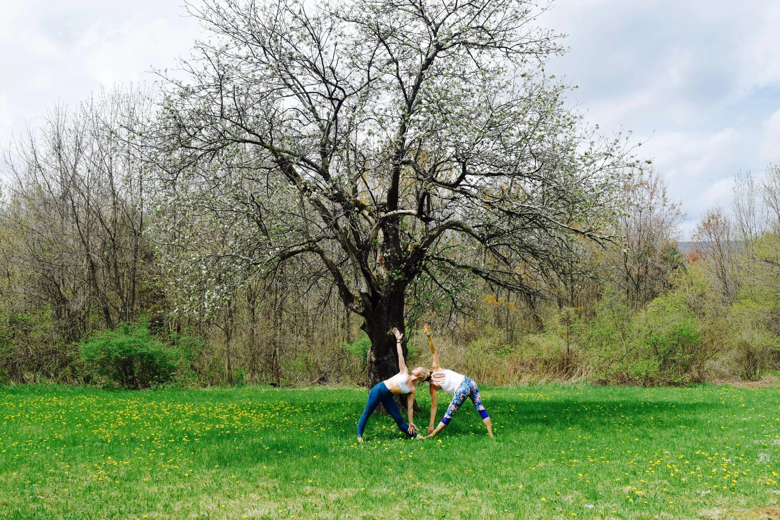 Two women practicing yoga outdoors on a grassy field in front of a large tree with semi-bare branches, surrounded by other trees and shrubs, under a cloudy sky.