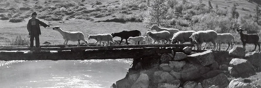Person herding sheep and goats across a small wooden bridge over a river in a rural landscape