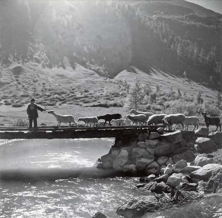 Pastorello in Val Ferret