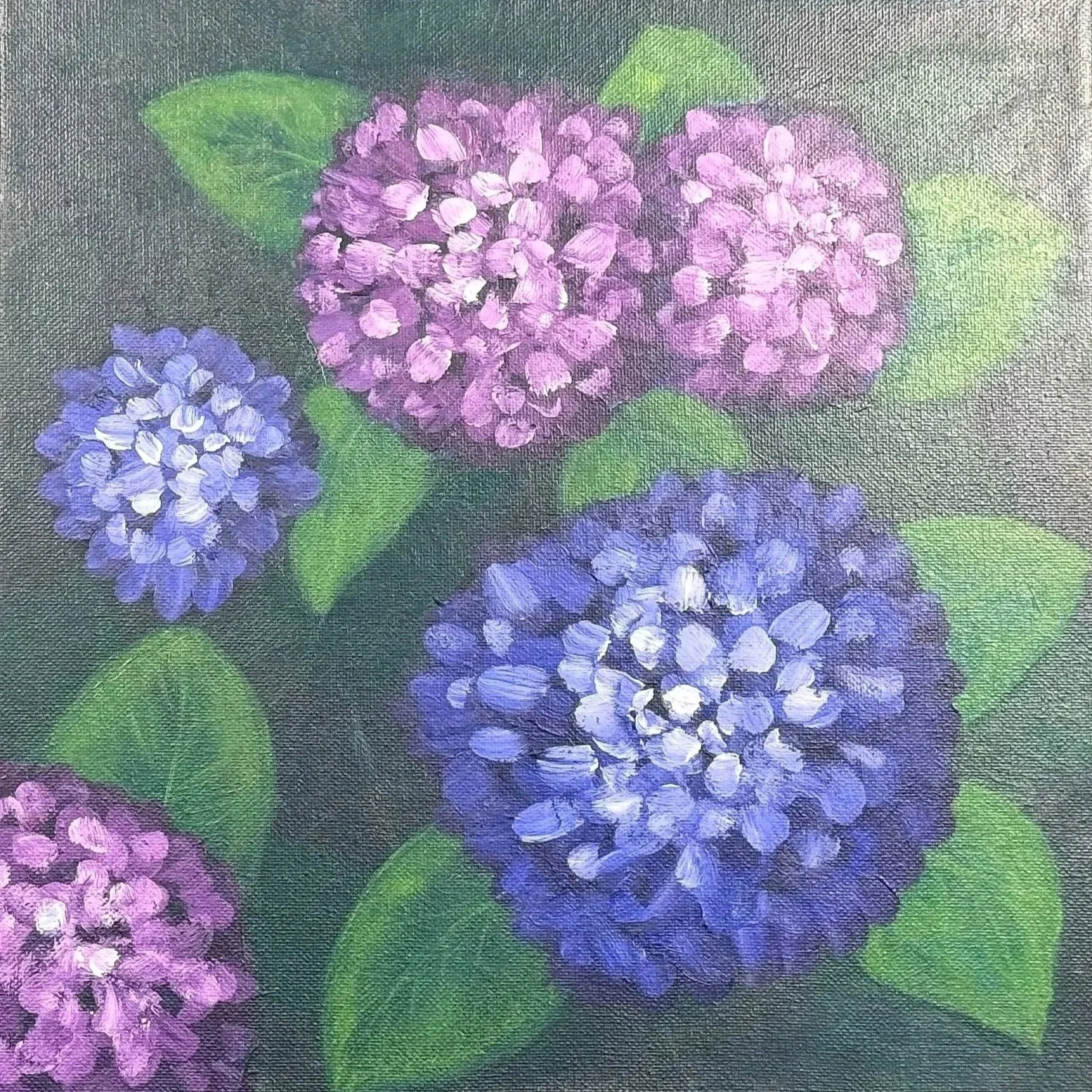 Spring Hydrangeas