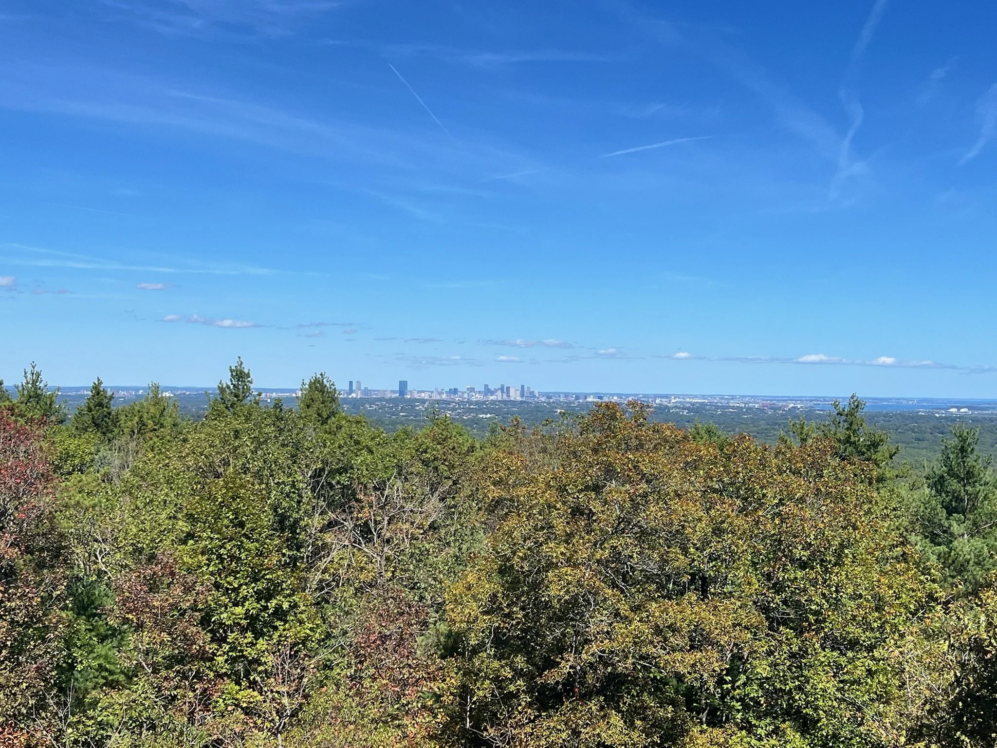 A landscape view of a forest with a city skyline in the distance under a blue sky with scattered clouds.