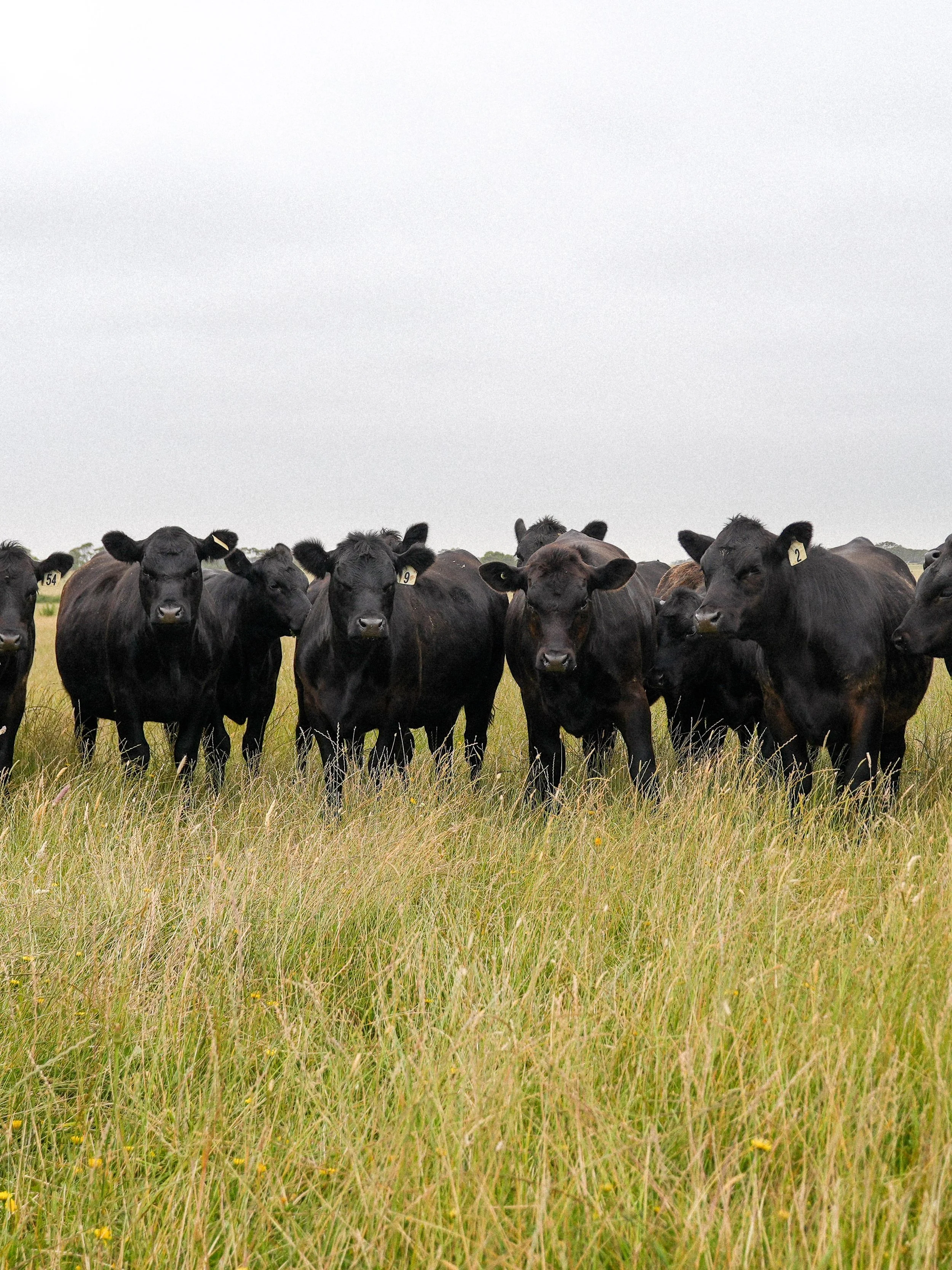 Coastal pasture where Mugavin Beef cattle are raised in Killarney, Victoria