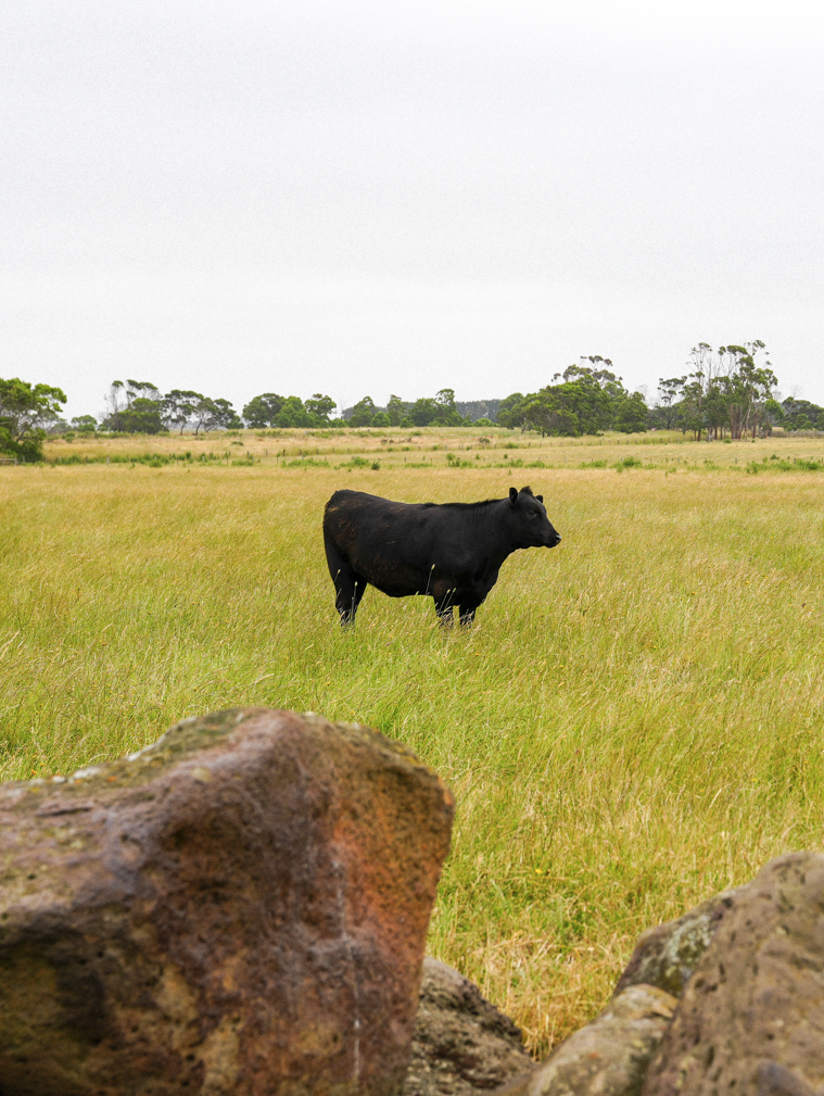 Tim Mugavin on the Mugavin Beef family farm in Killarney, Victoria