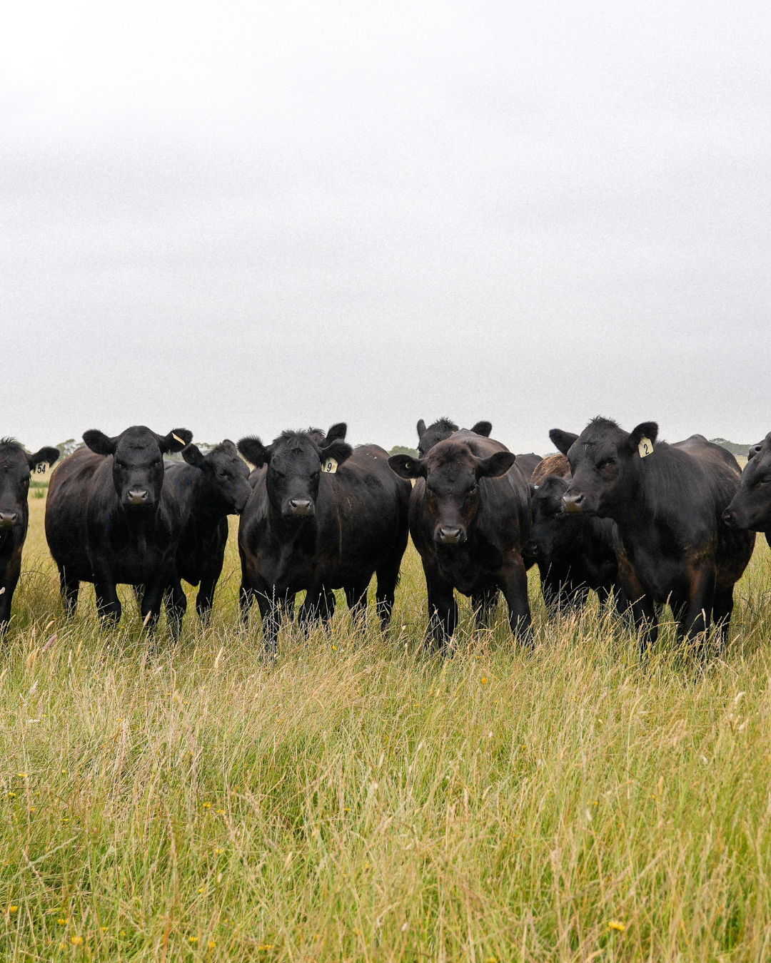 A herd of black cows standing in a grassy field on a cloudy day.