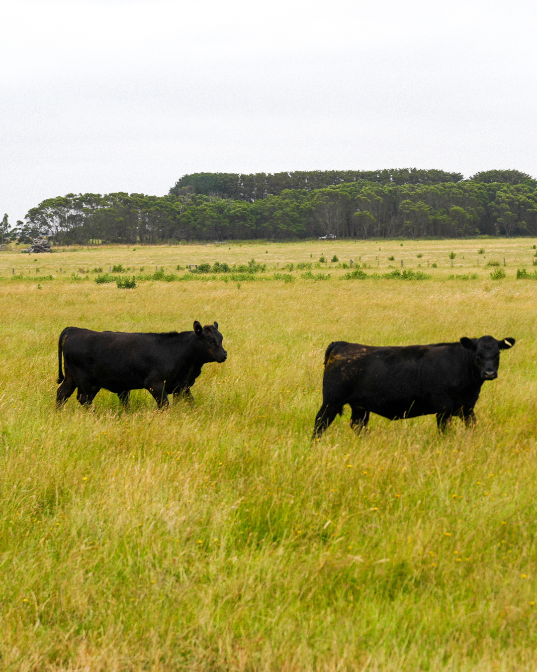 Grass-fed Mugavin Beef cattle raised on coastal pasture in Victoria