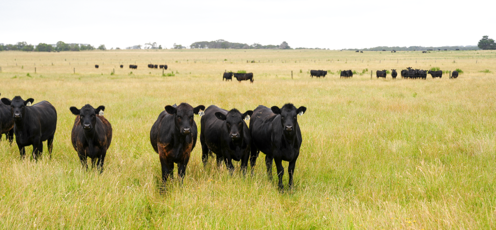 Coastal farming environment where Mugavin Beef cattle are raised