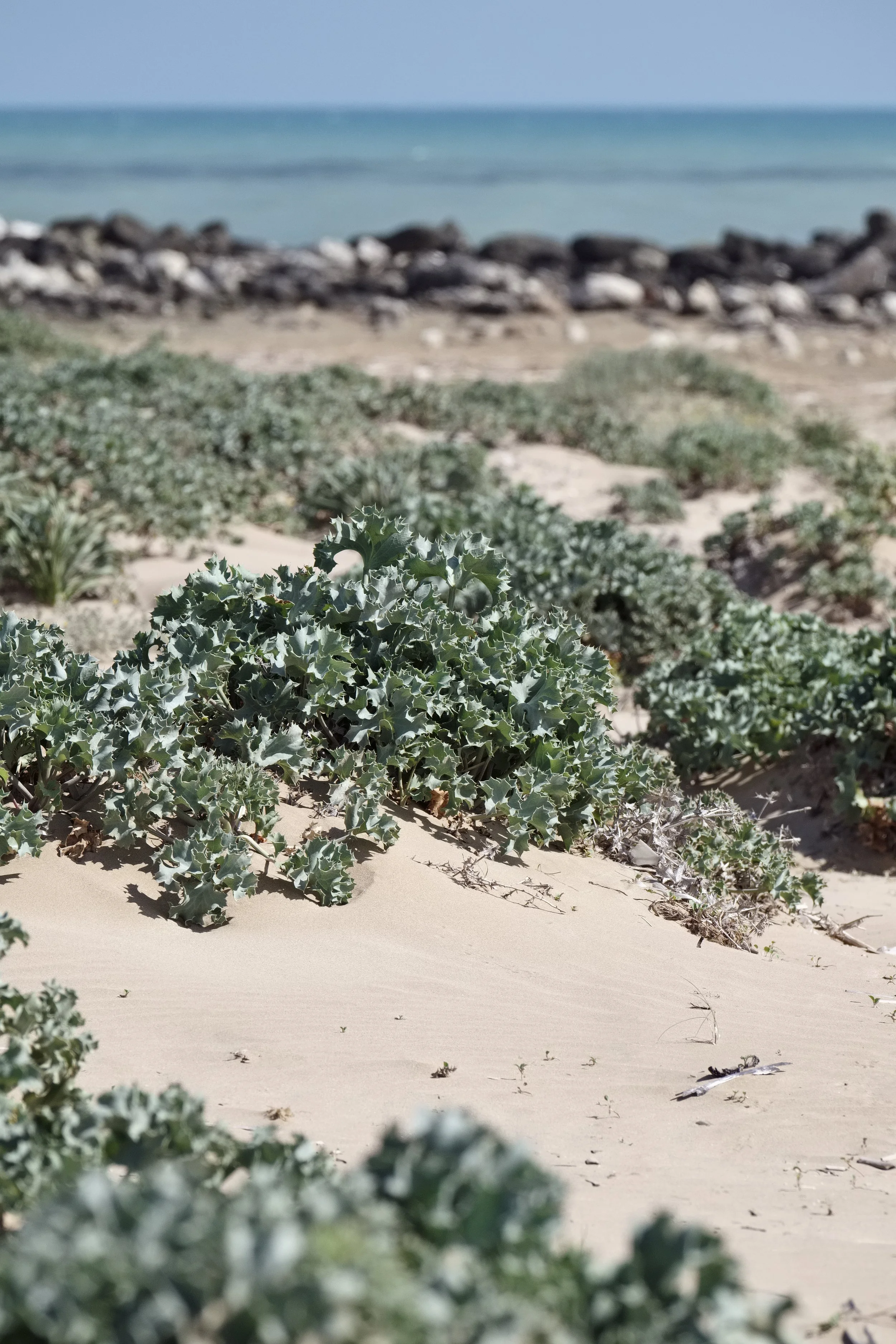 A sandy beach with green desert plants in the foreground, rocks in the middle, and the ocean with a blue sky in the background.