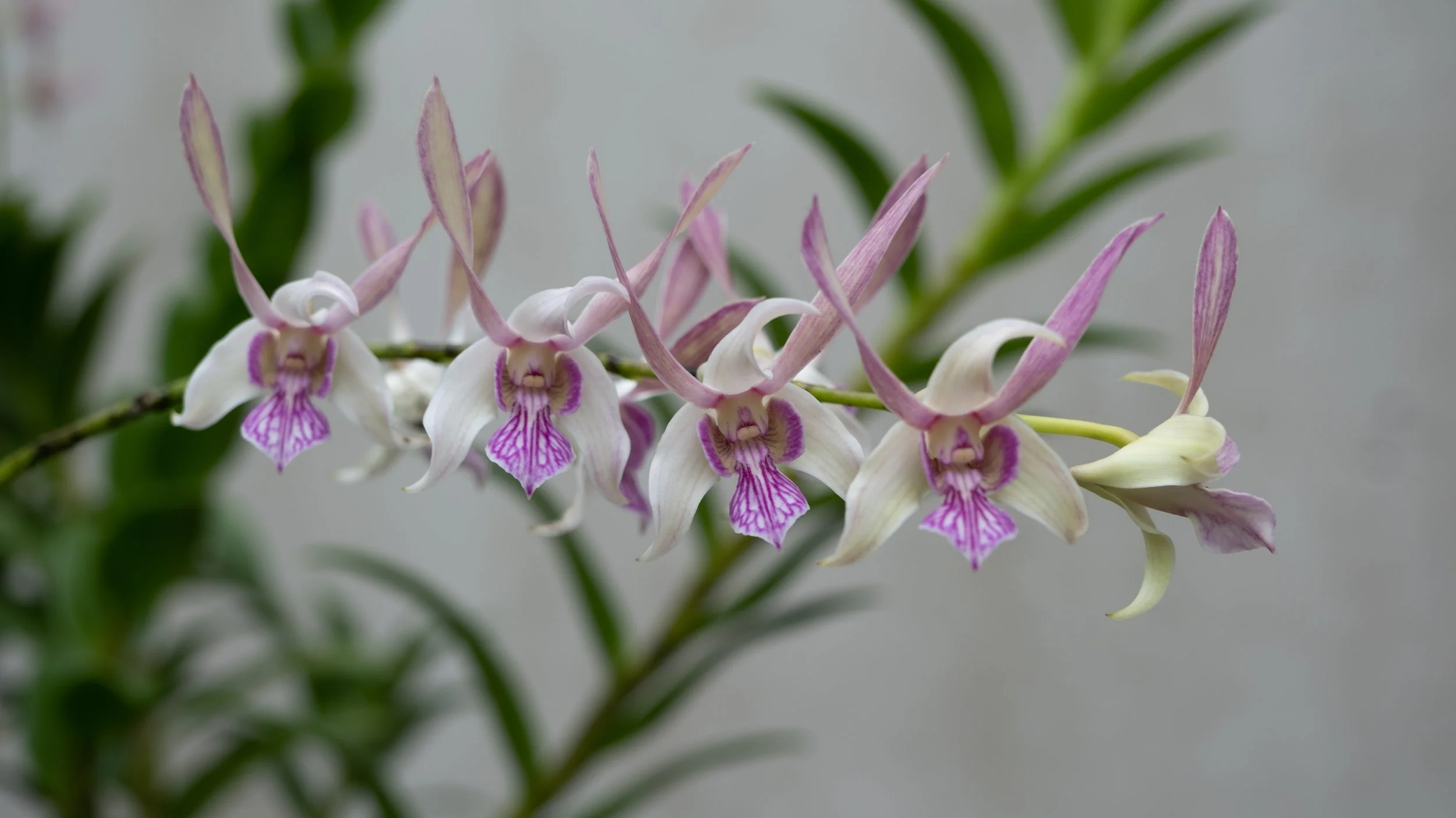 San Antonio Botanical Gardens